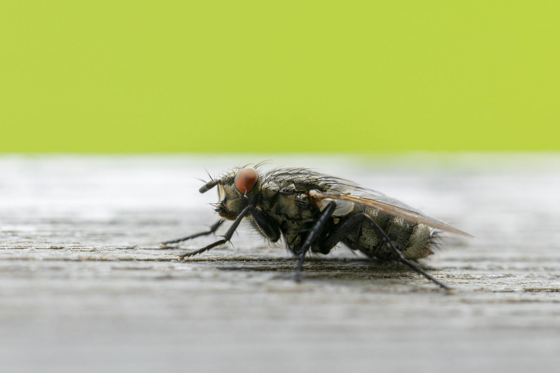 Southern Pride Pest Control — pest control in Nashville, TN