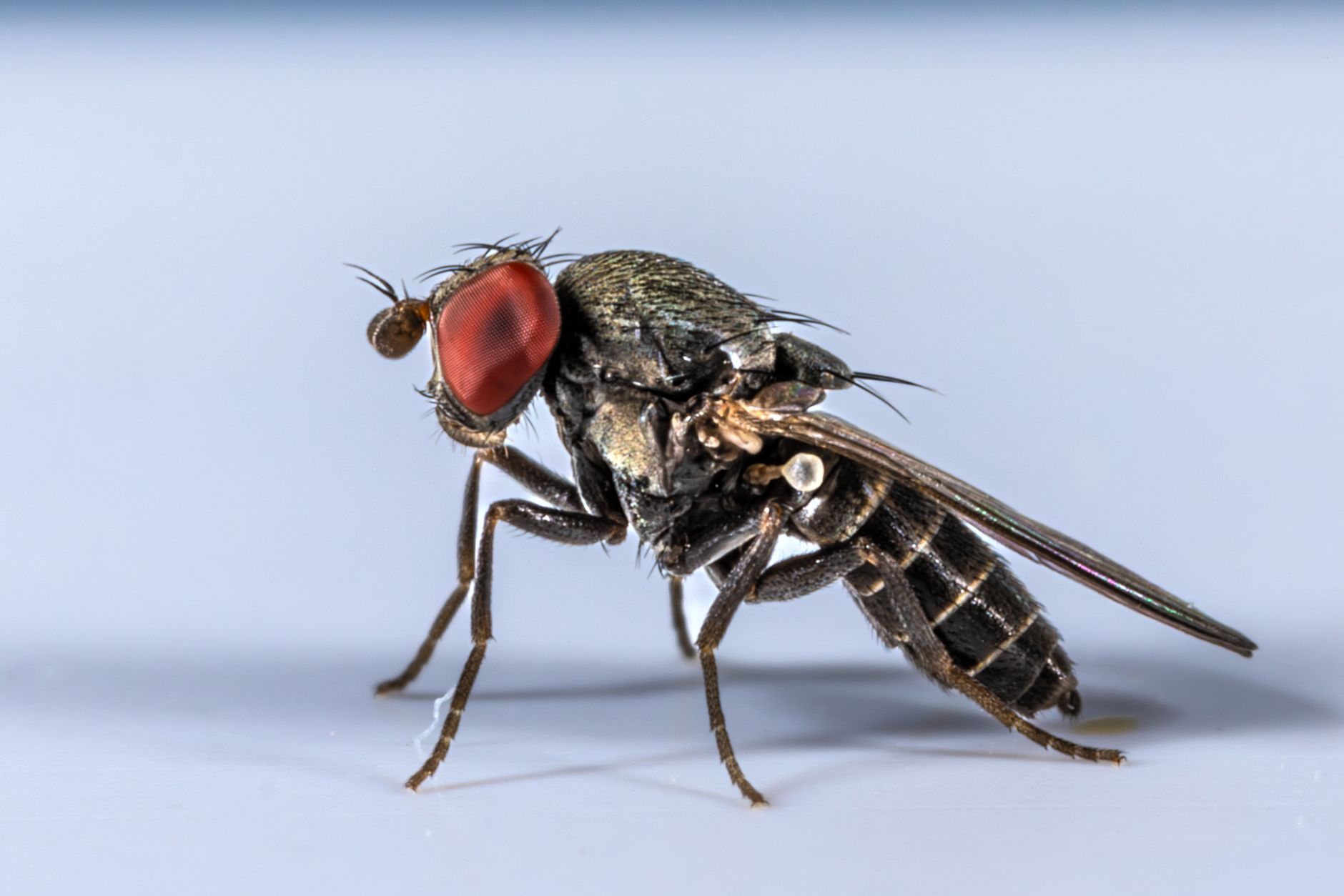 Total Pest Control — pest control in New York, NY