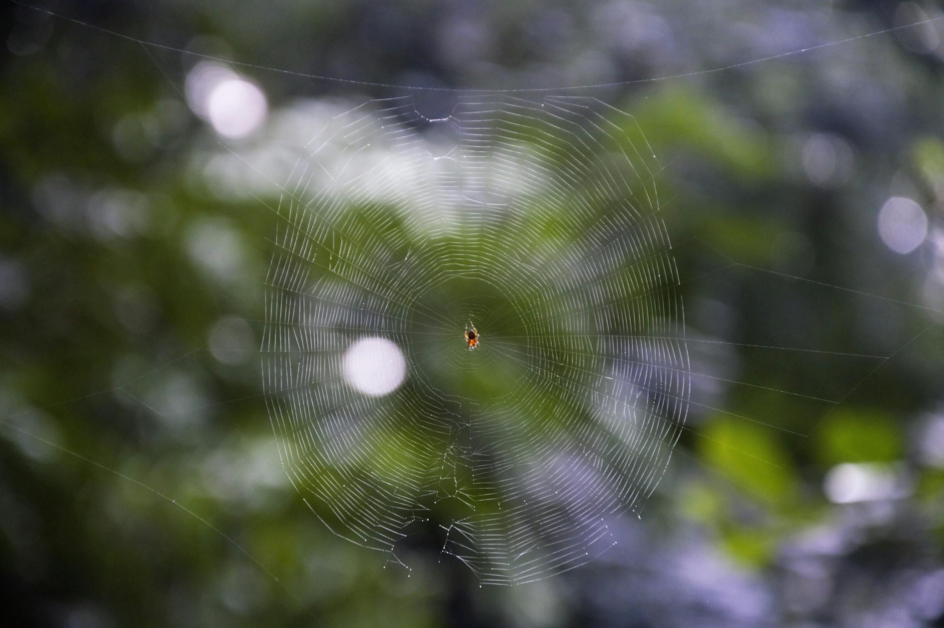 Pest Control service in Brentwood, TN