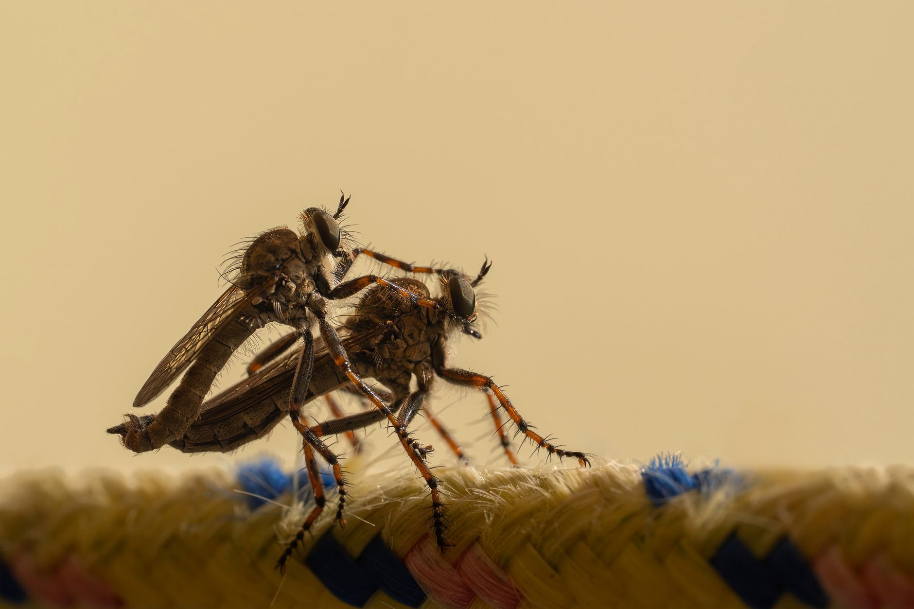 Pest Control service in Missouri