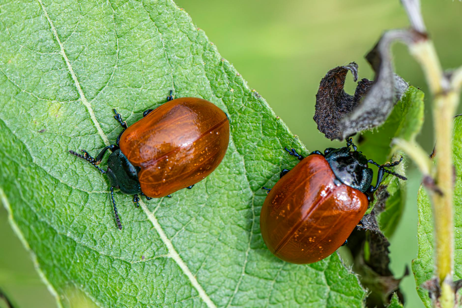 General pest control in Fort Shawnee, OH