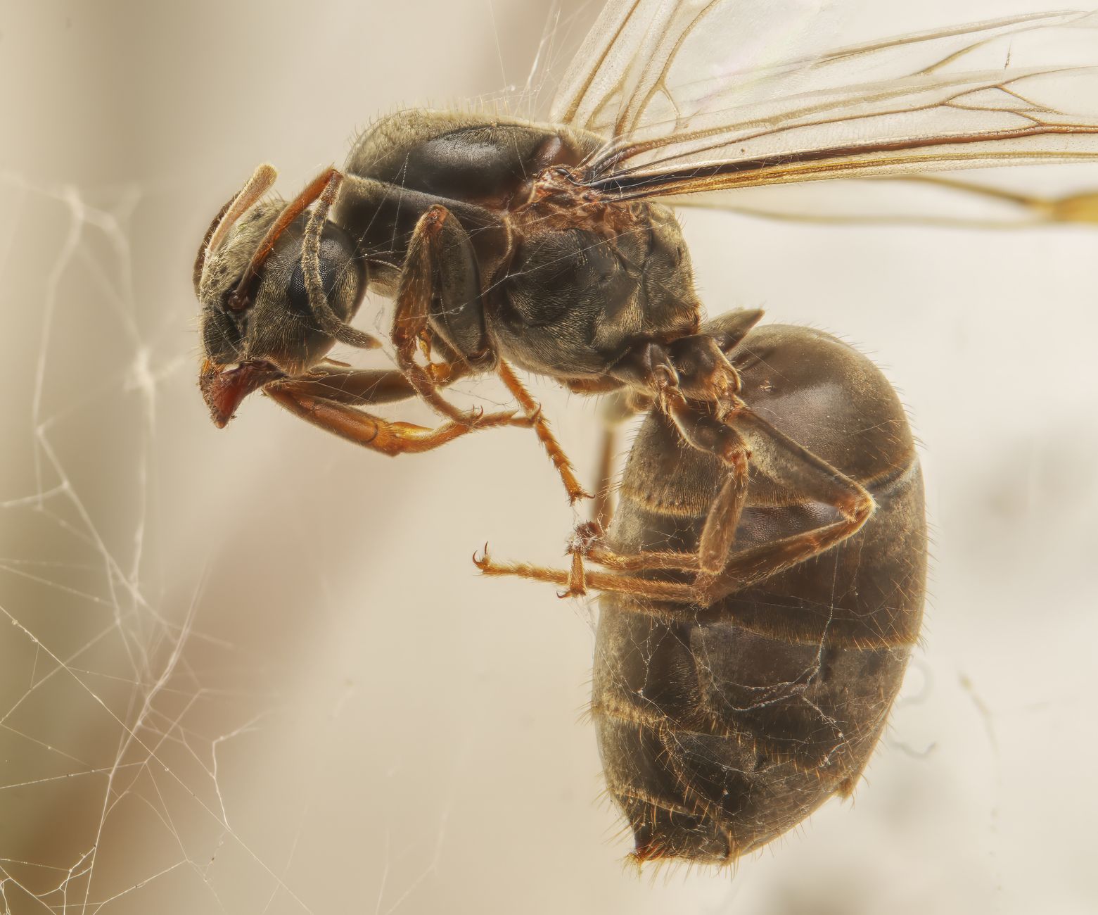 Pest Control service in South Carolina