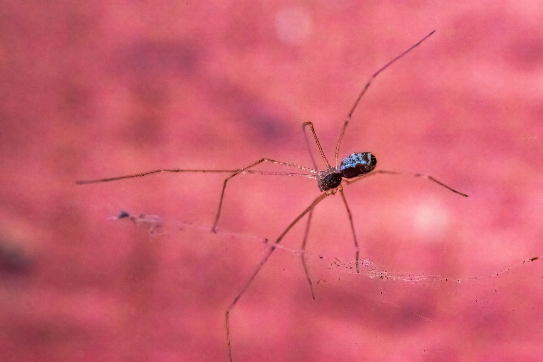 Pest Control service in Fairview Park, OH