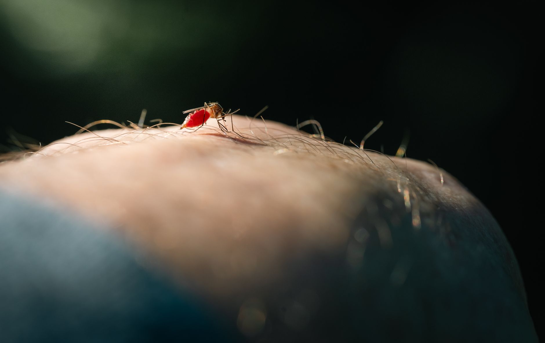 Pest Control service in Los Angeles, CA