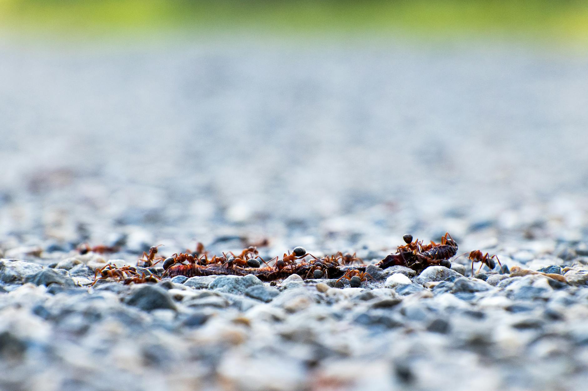 Bed bug treatment in Middletown, OH