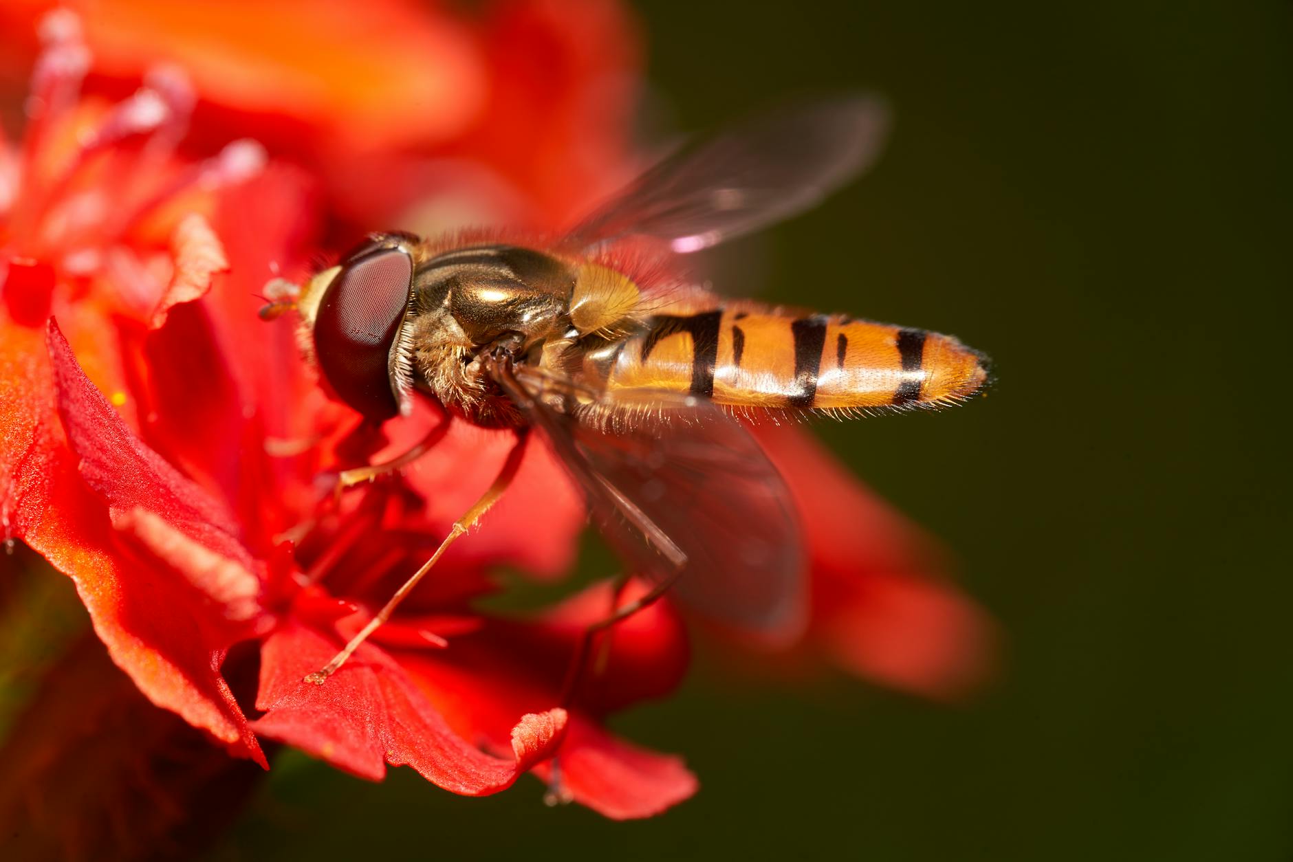 Pest Control service in New York