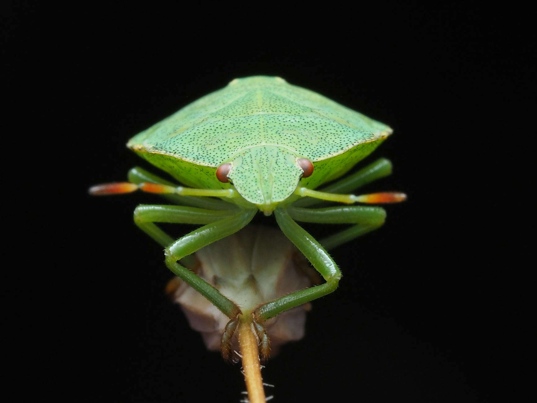 Deep South Pest Control L.L.C. — pest control in Ithaca, NY