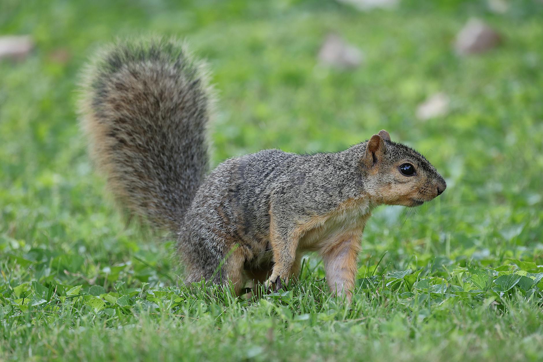 Wildlife removal in Hornell, NY