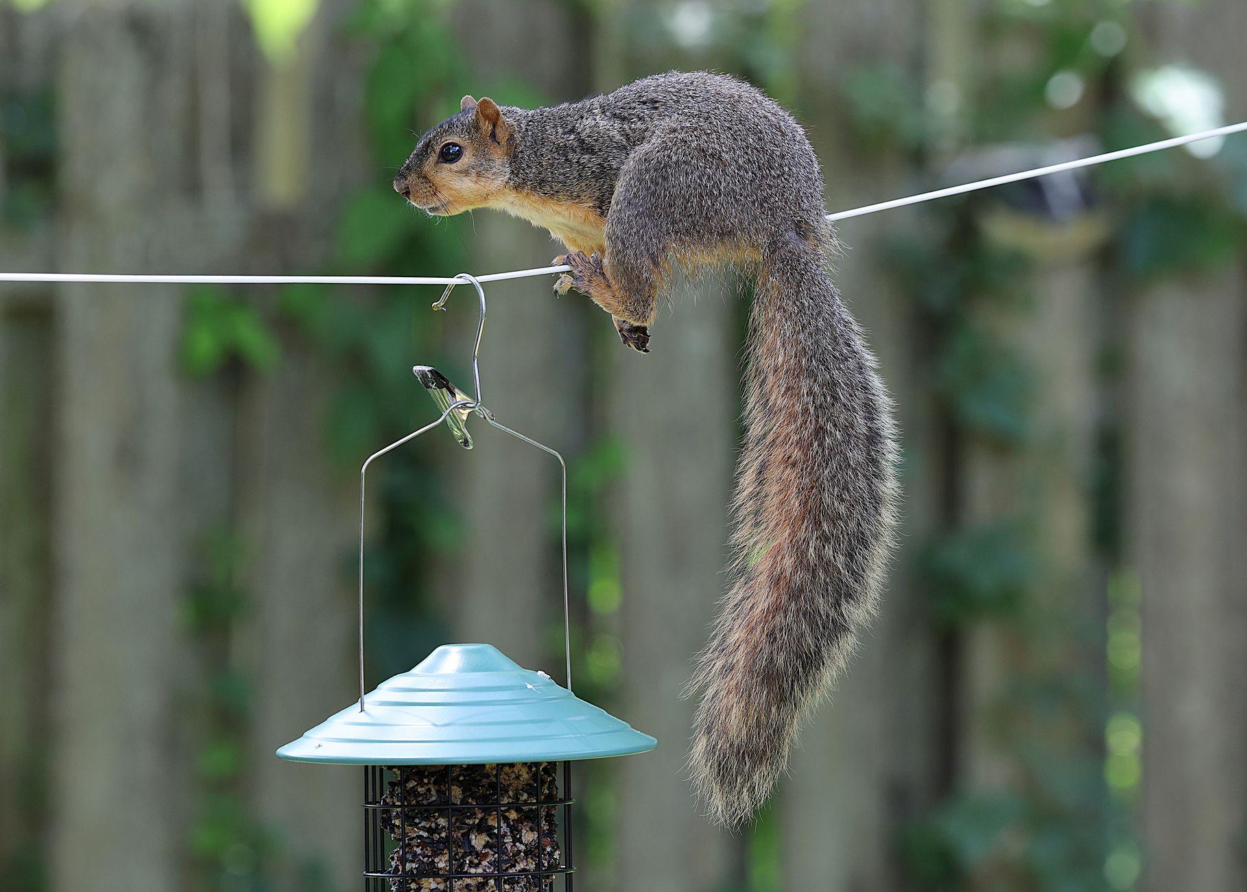 Pest Control service in Kansas City, MO