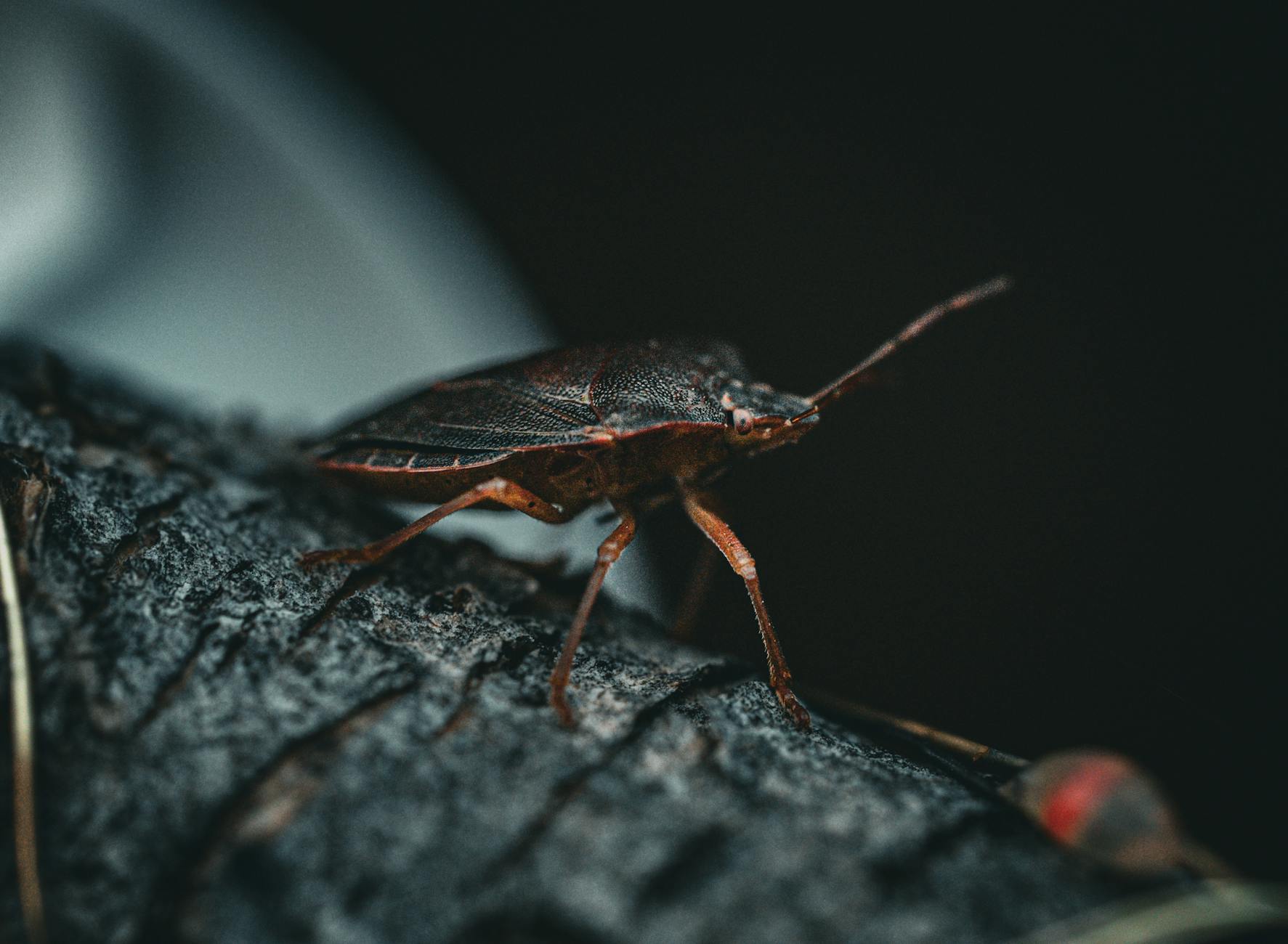Termite control in Coral Gables, FL