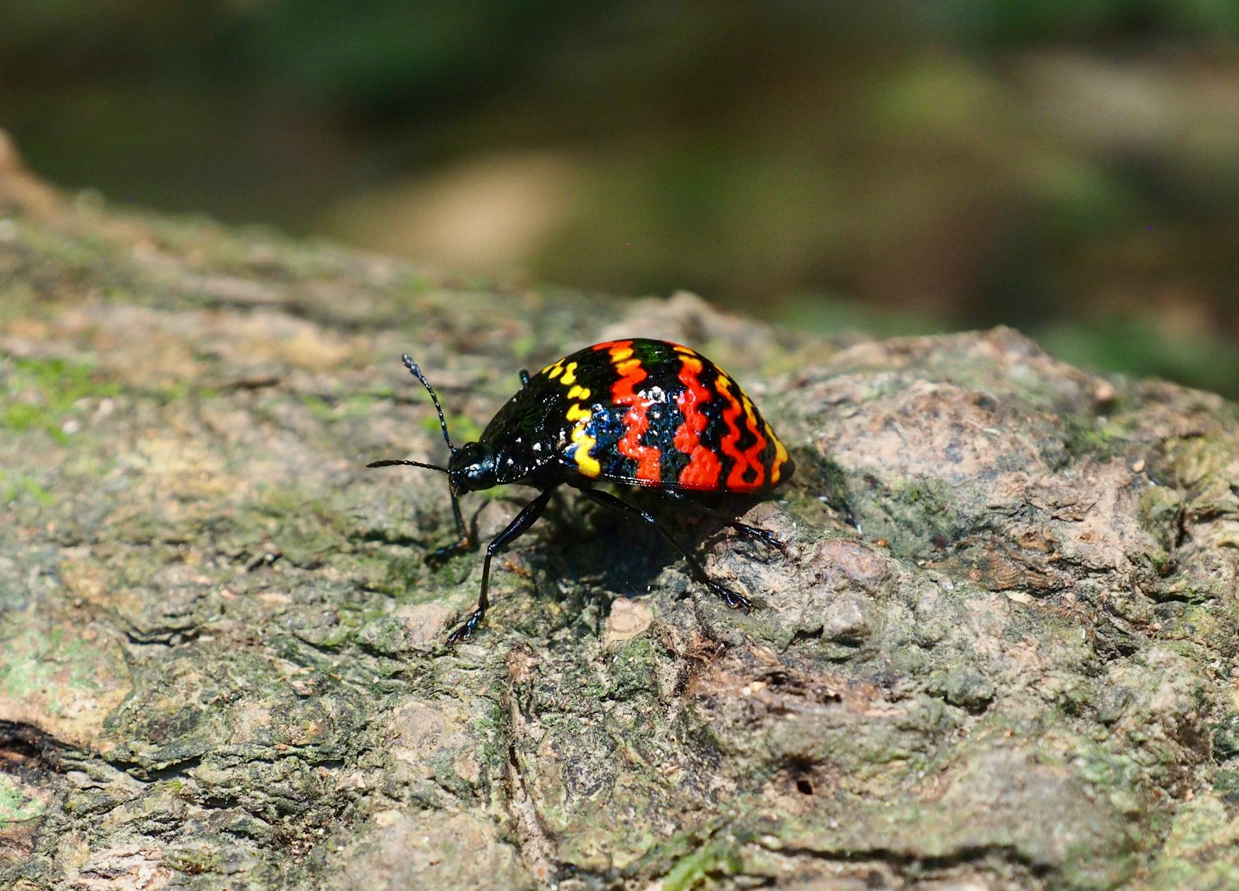 General pest control in Columbus, OH