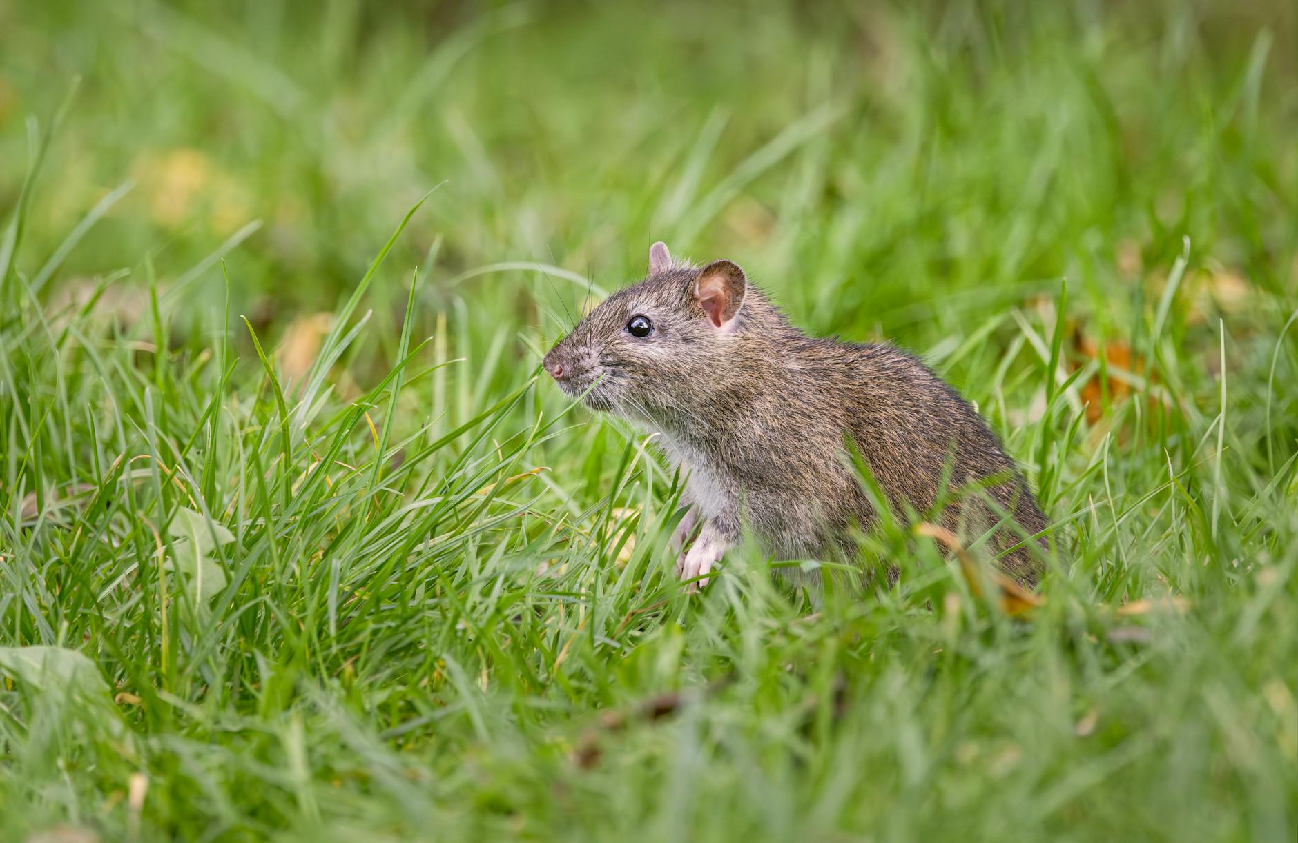 Pest Control service in Greenville, NC