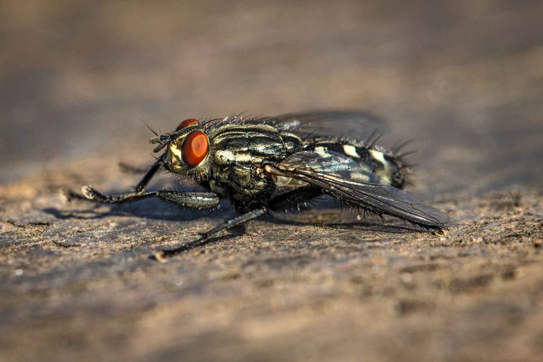 Mosquito control in Edgartown, MA
