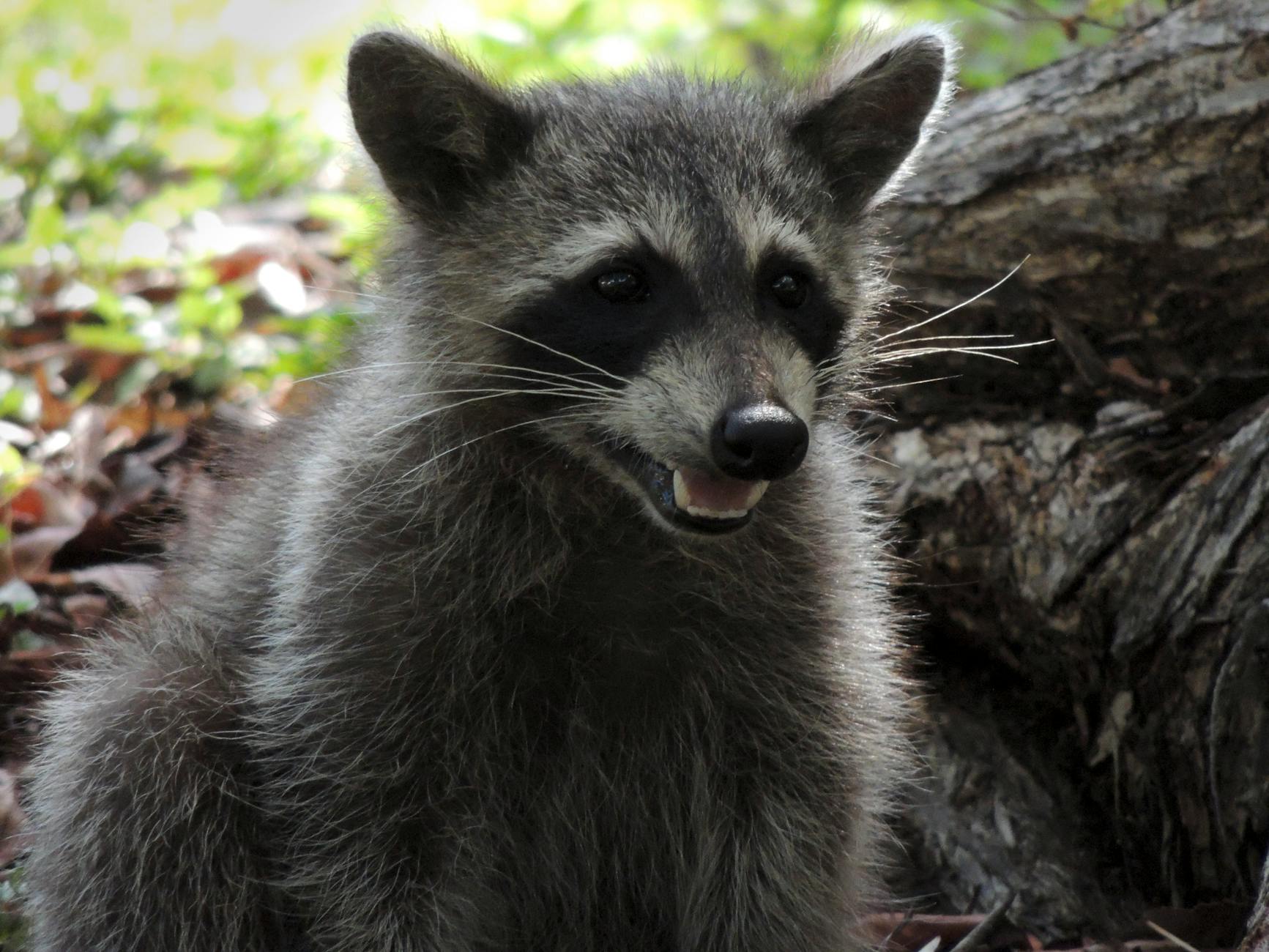 Beavers Termite & Pest Control — pest control in Ypsilanti, MI