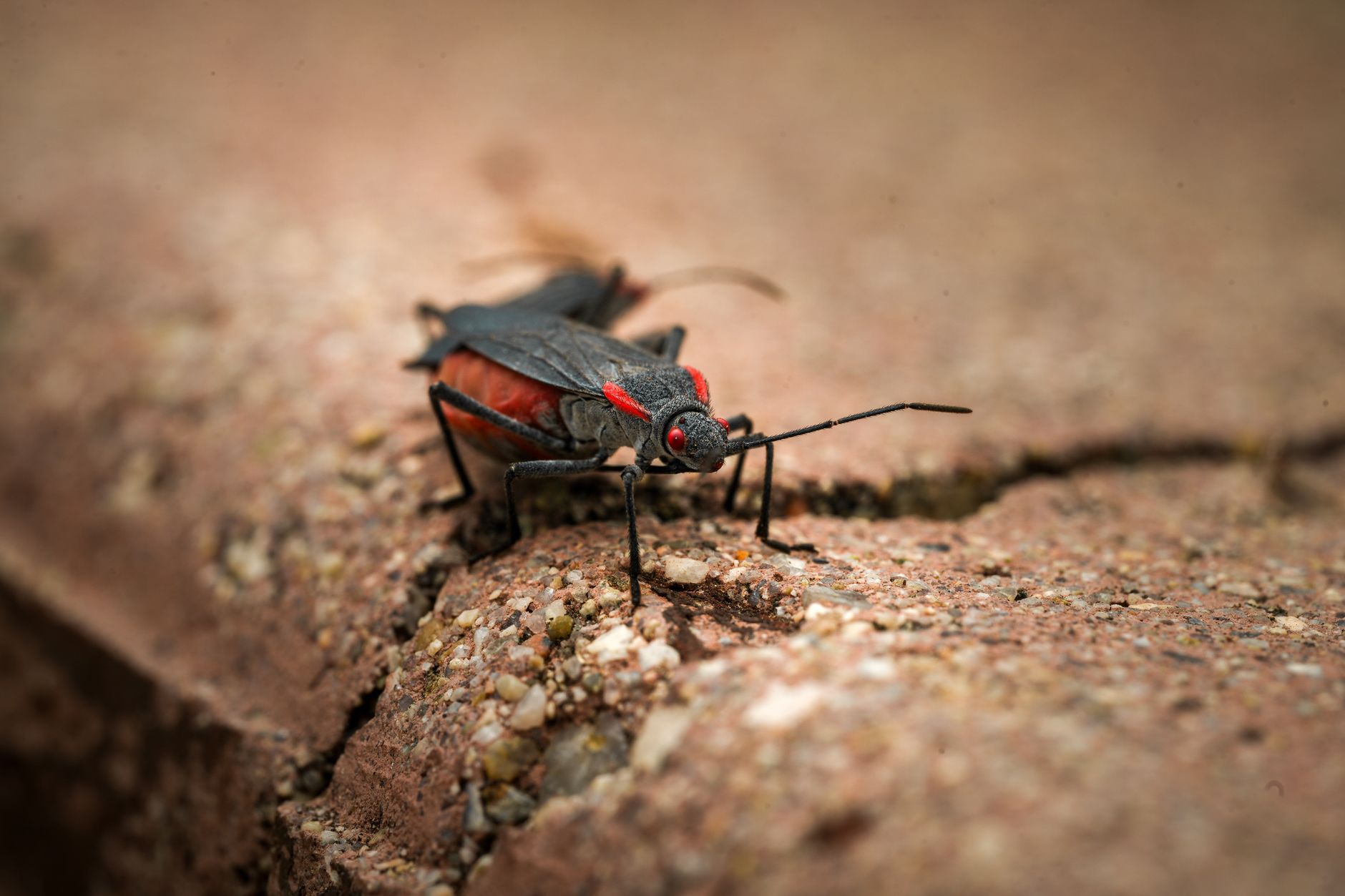 Pest Control service in Brook Park, OH
