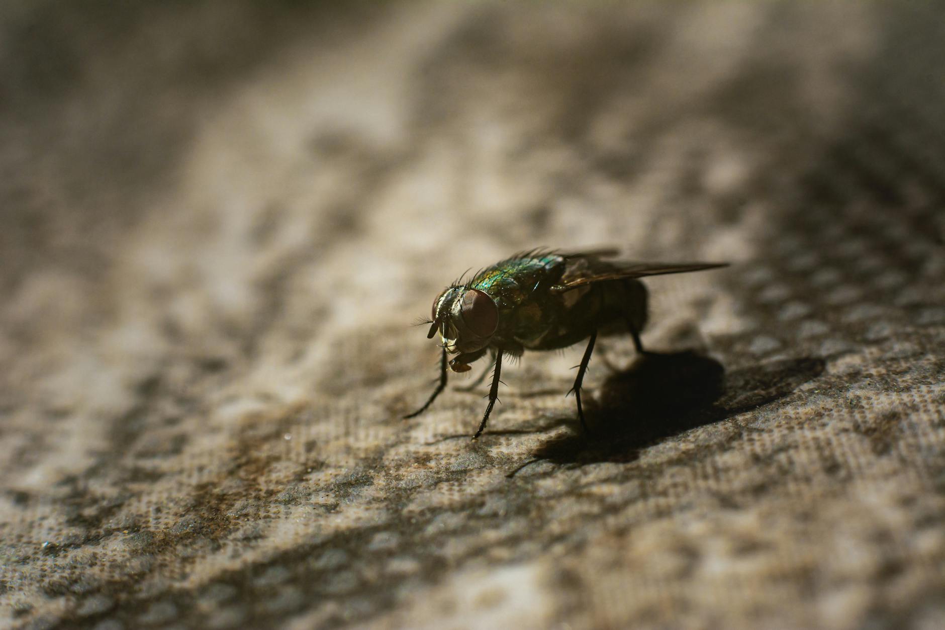 Pest Control service in Greenfield, WI