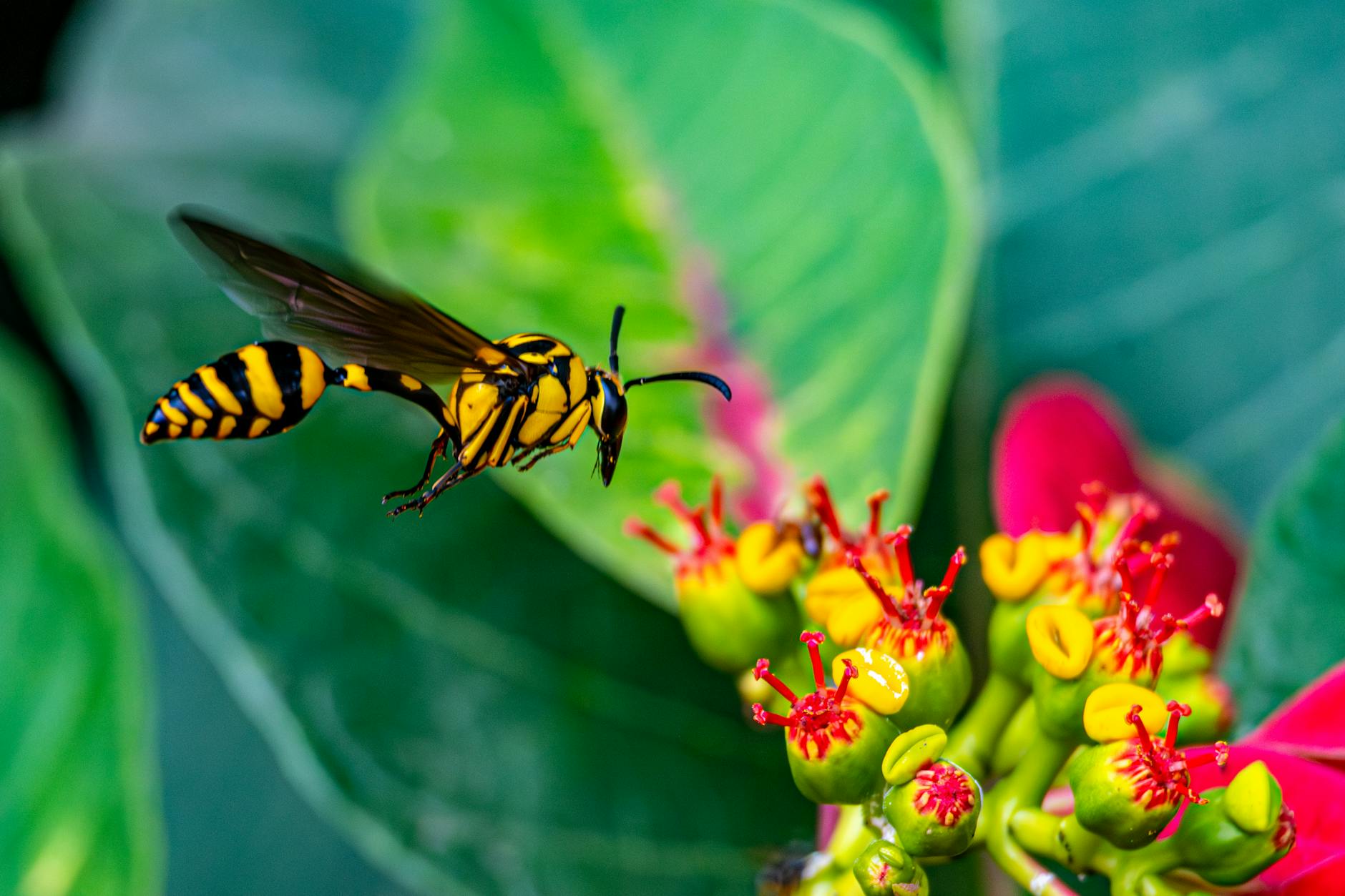 Pest Control service in Berkeley, CA