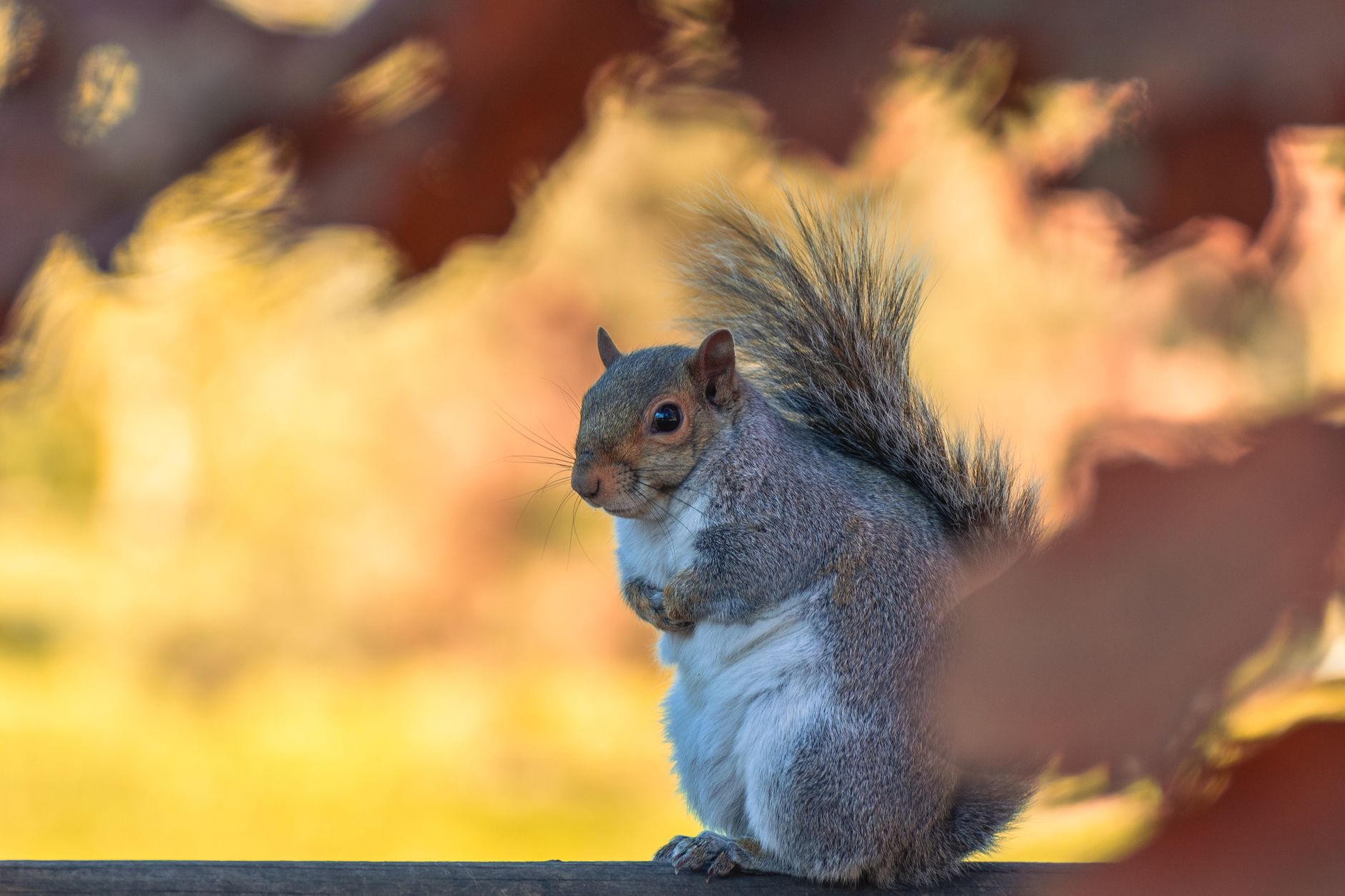 Flexible Pest Services — pest control in Indianapolis, IN