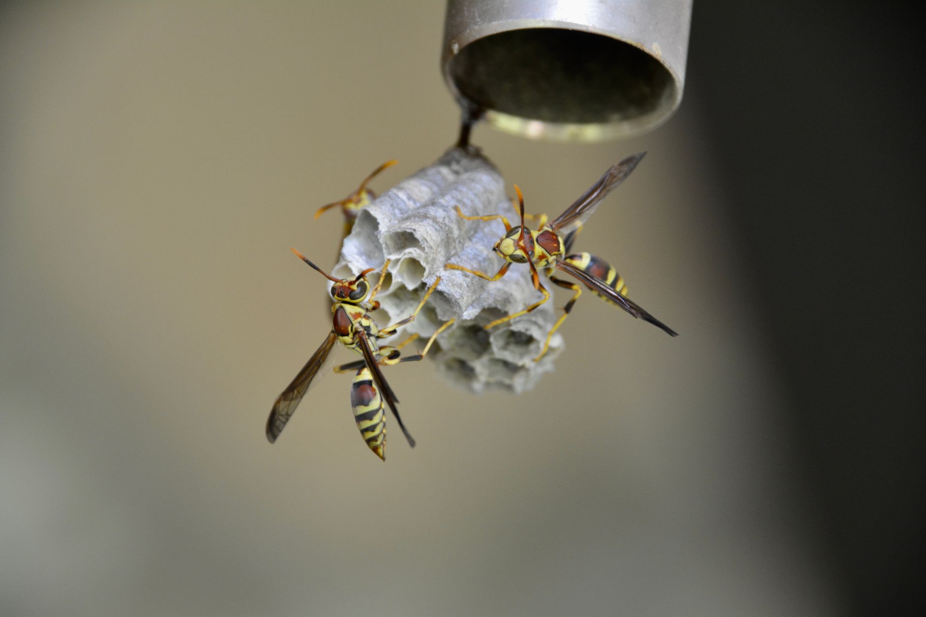 Wildlife removal in Edgartown, MA