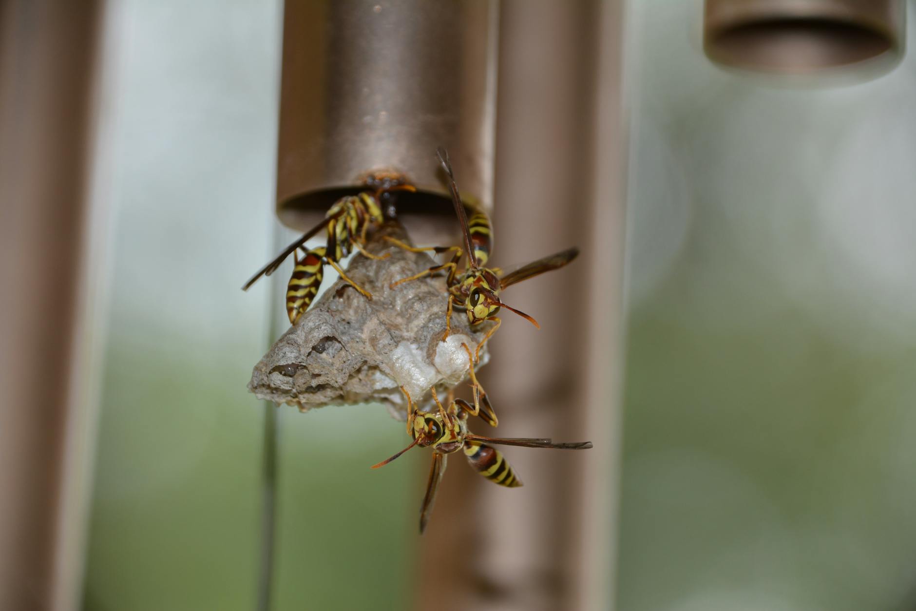 Bed bug treatment in Summerfield, FL
