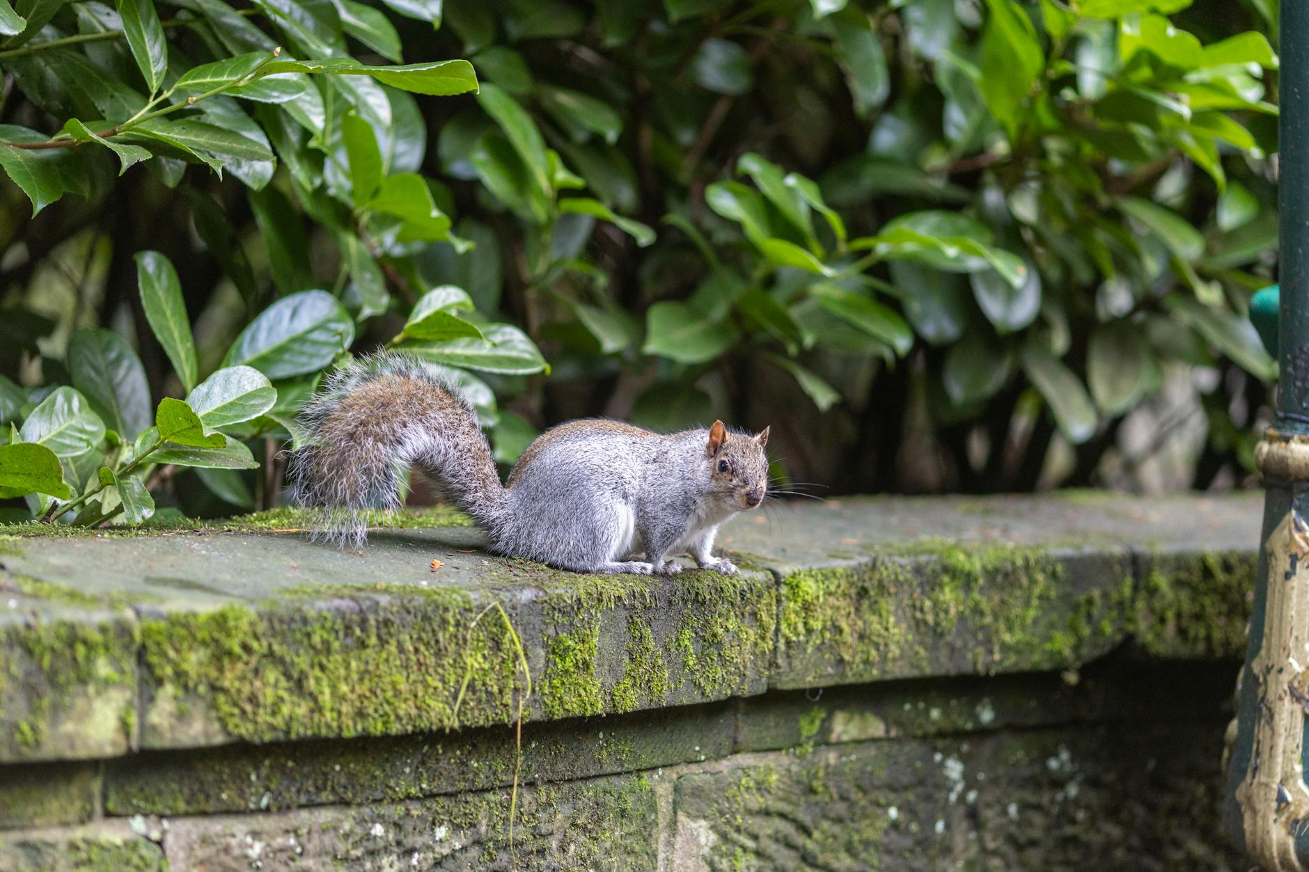 Pest Control service in Ann Arbor, MI