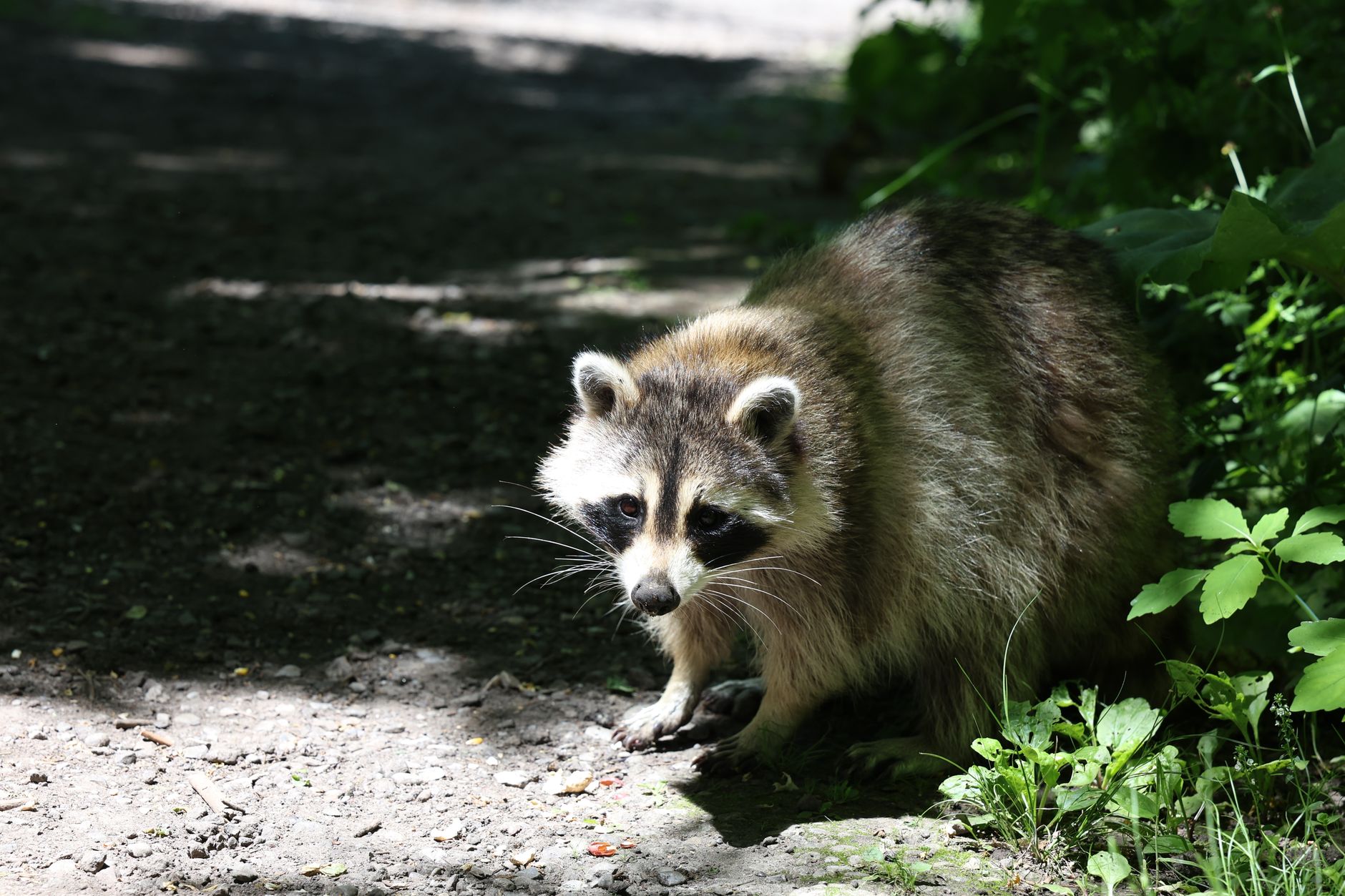 Engelwood Garden Center LLC — pest control in Grants Pass, OR