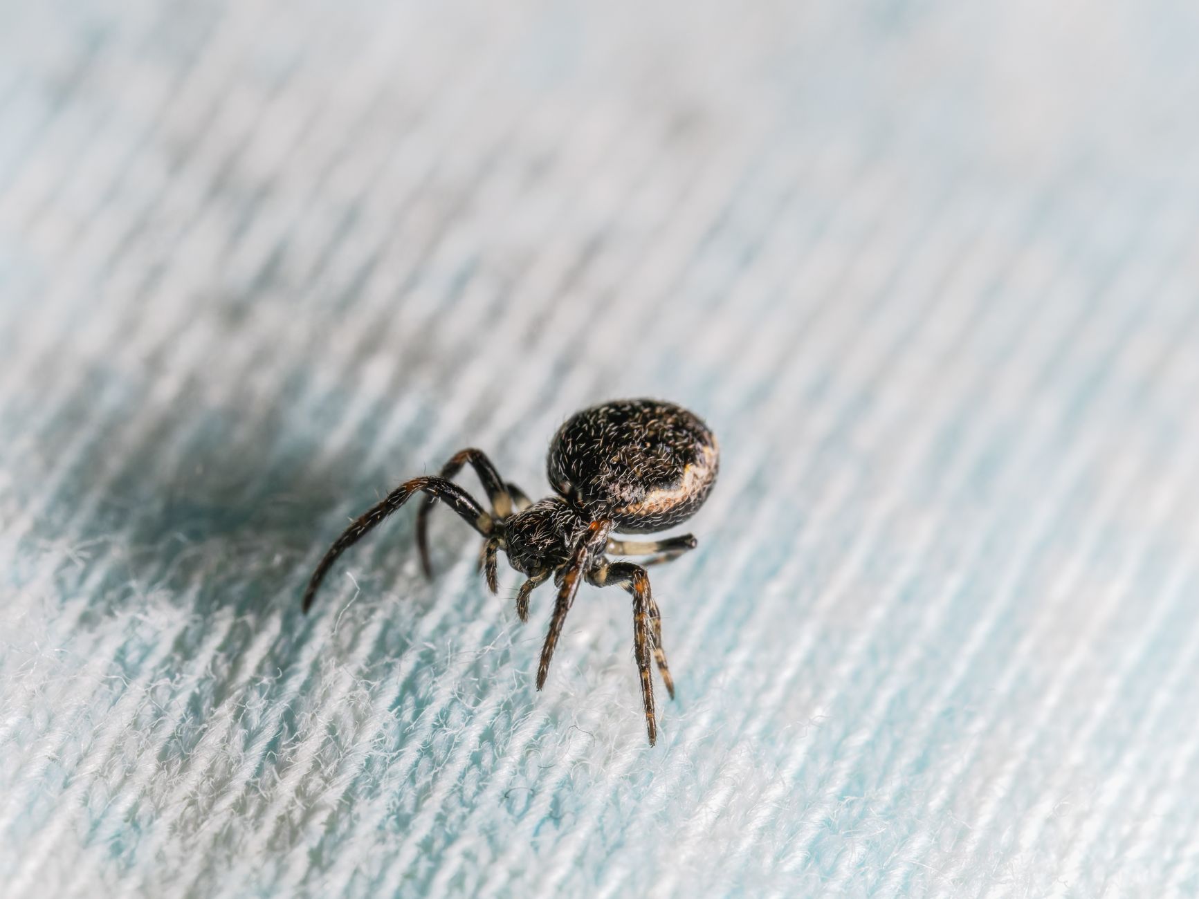 General pest control in Erlanger, KY