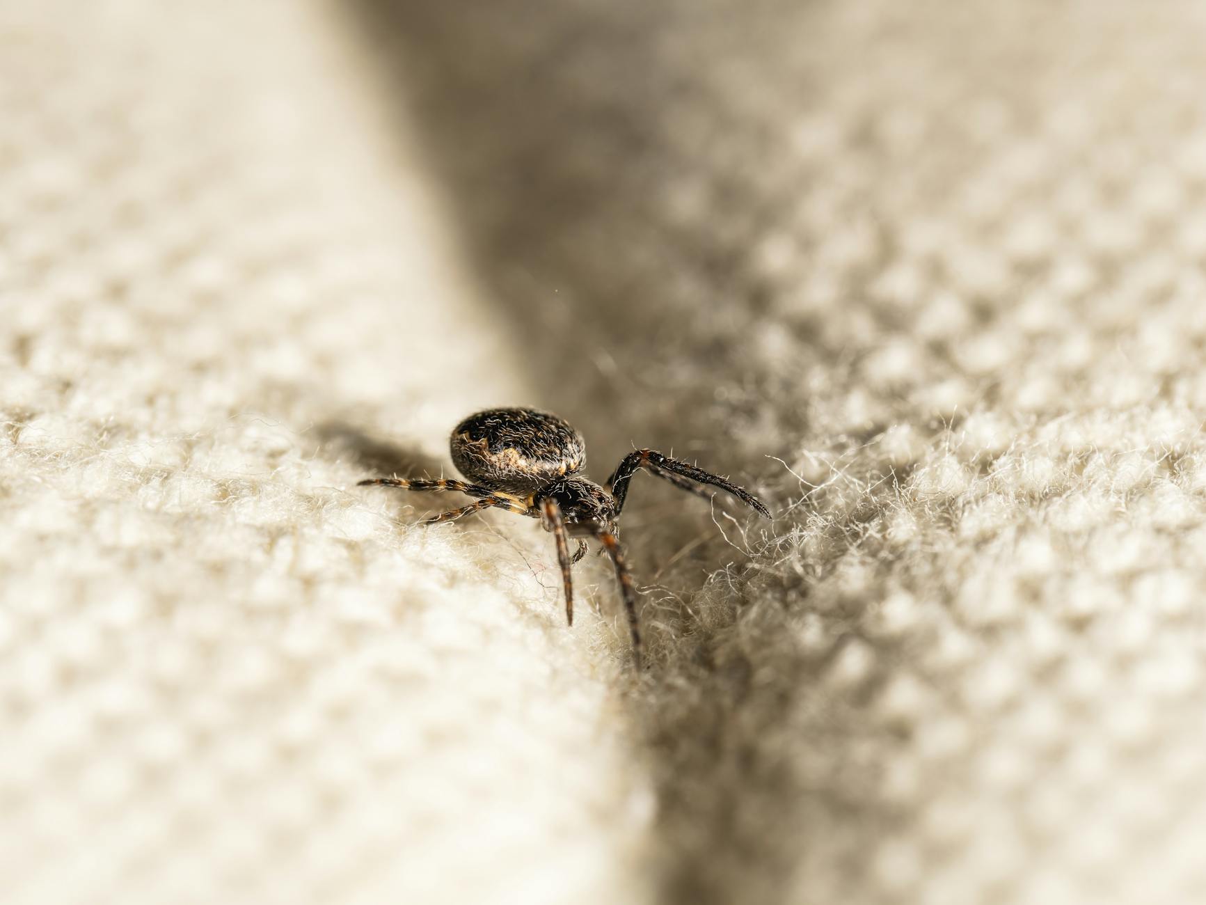 Pest Control service in Nevada