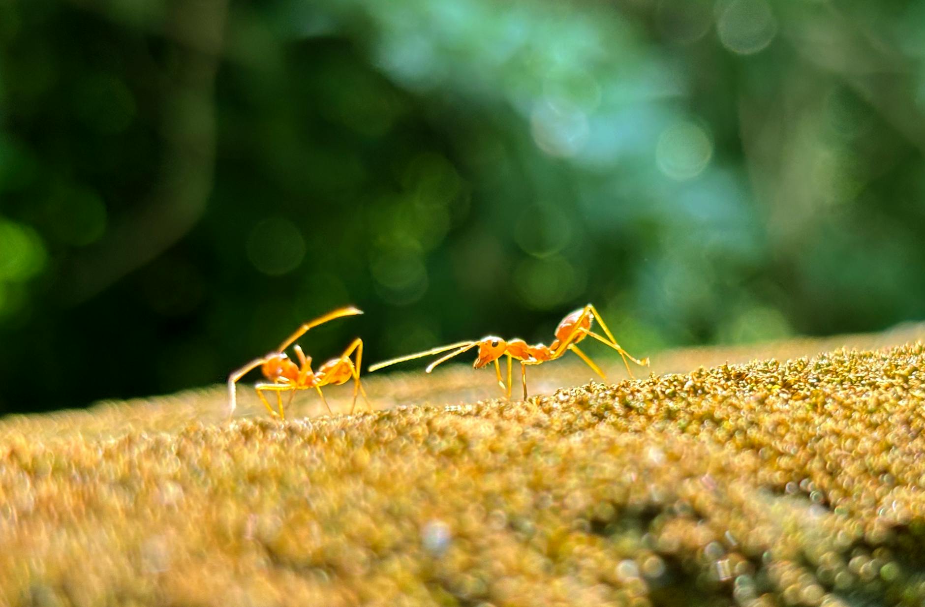 Pest Control service in Milwaukee, WI