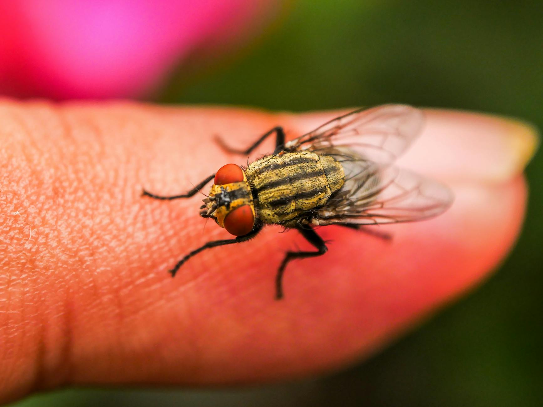 Pest Control service in Edgartown, MA