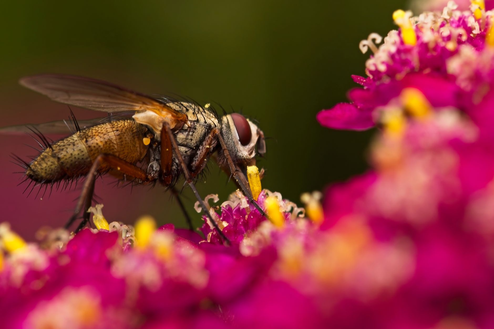 General pest control in Massillon, OH