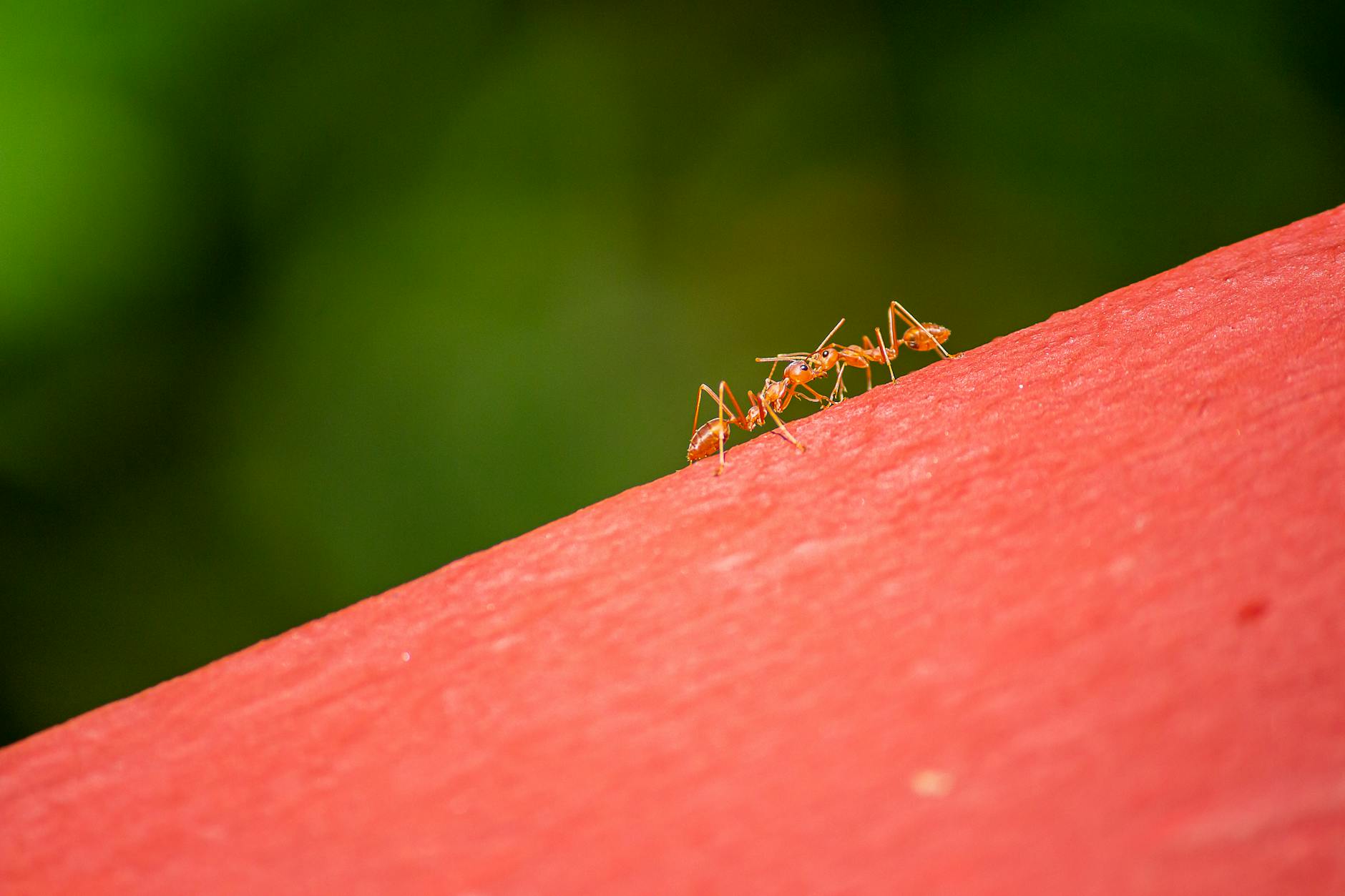 Consistent Pest Services — pest control in Chagrin Falls, OH