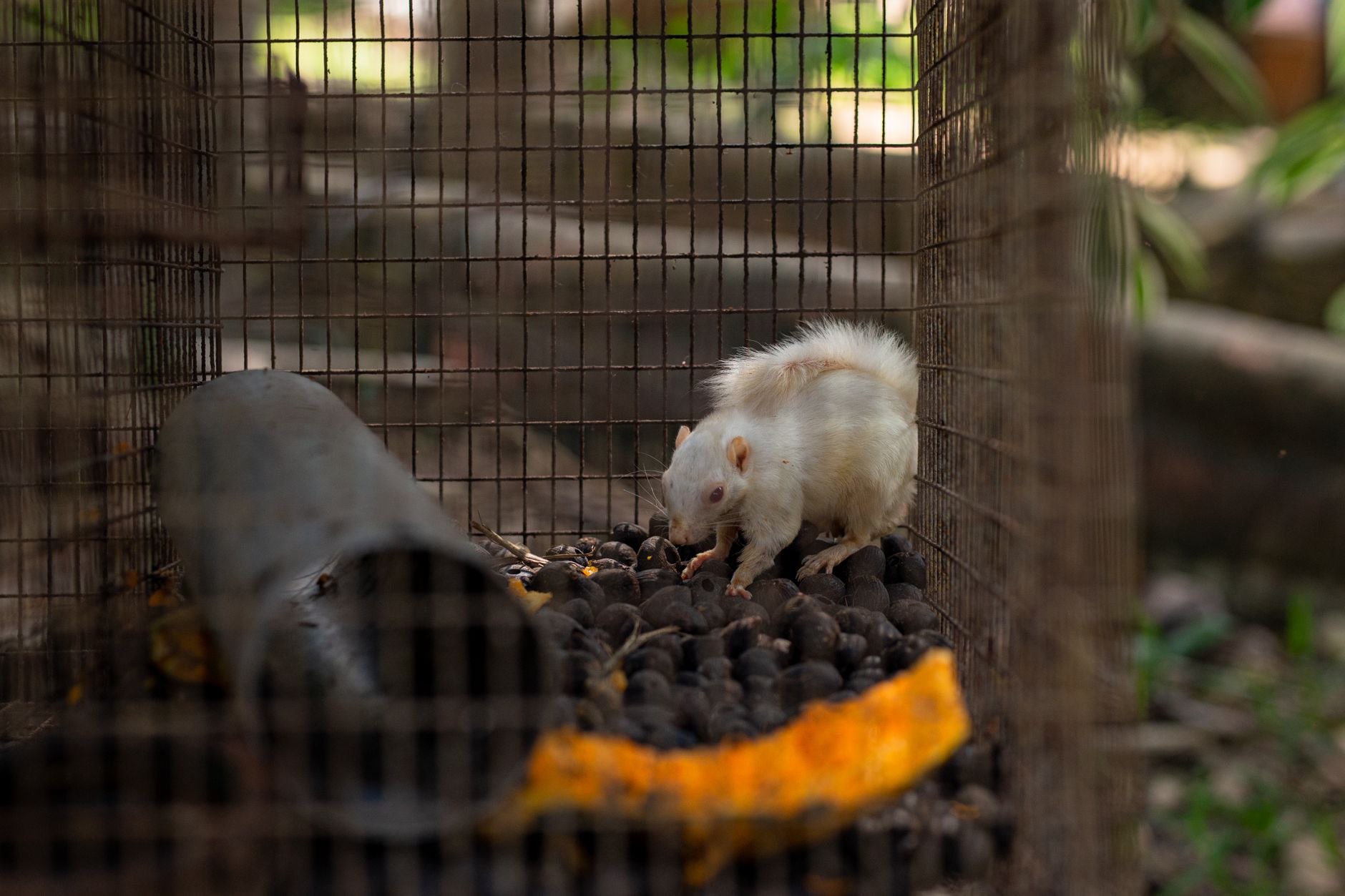 General pest control in Avon Lake, OH