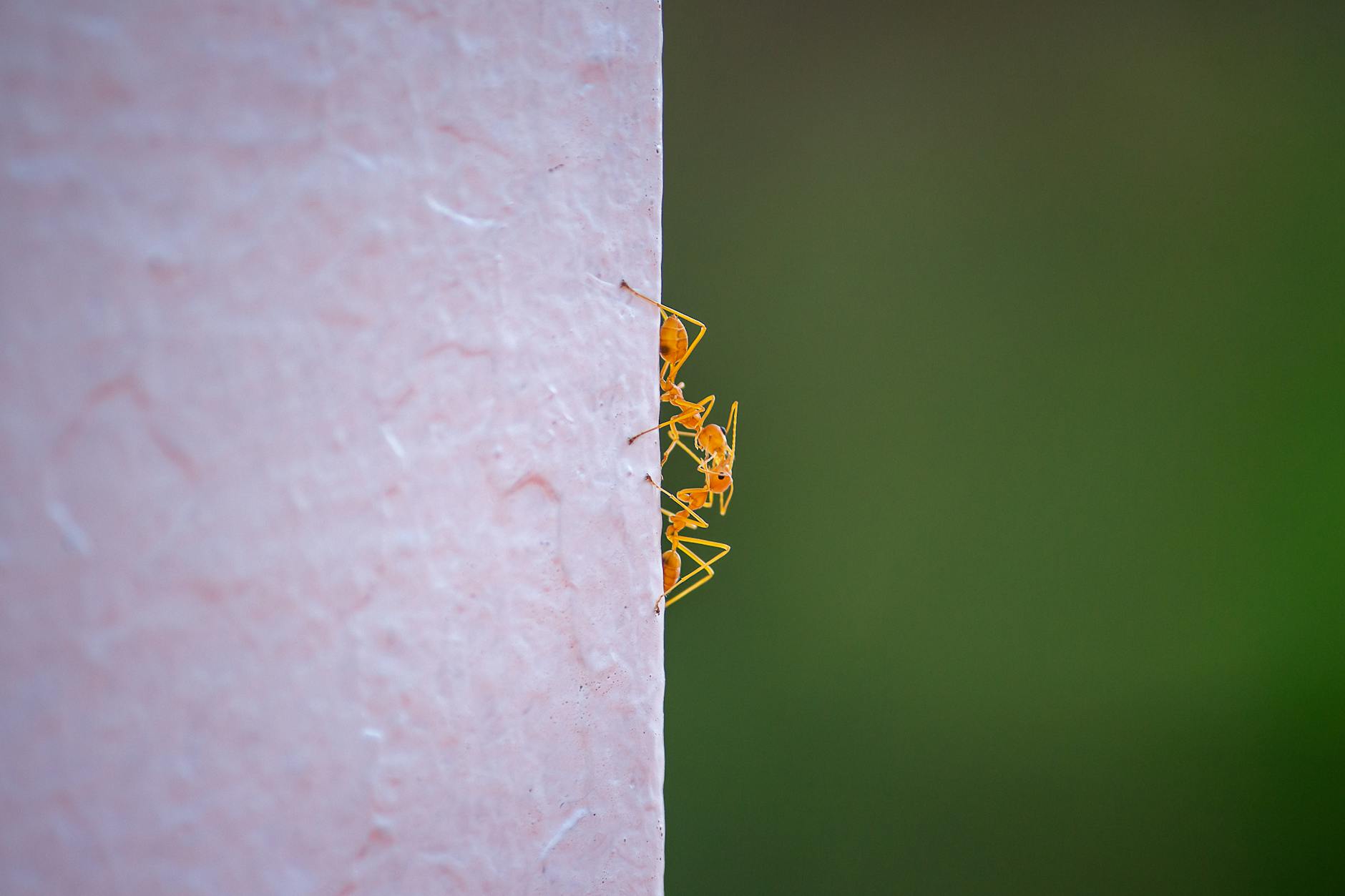 Bed bug treatment in Edgartown, MA