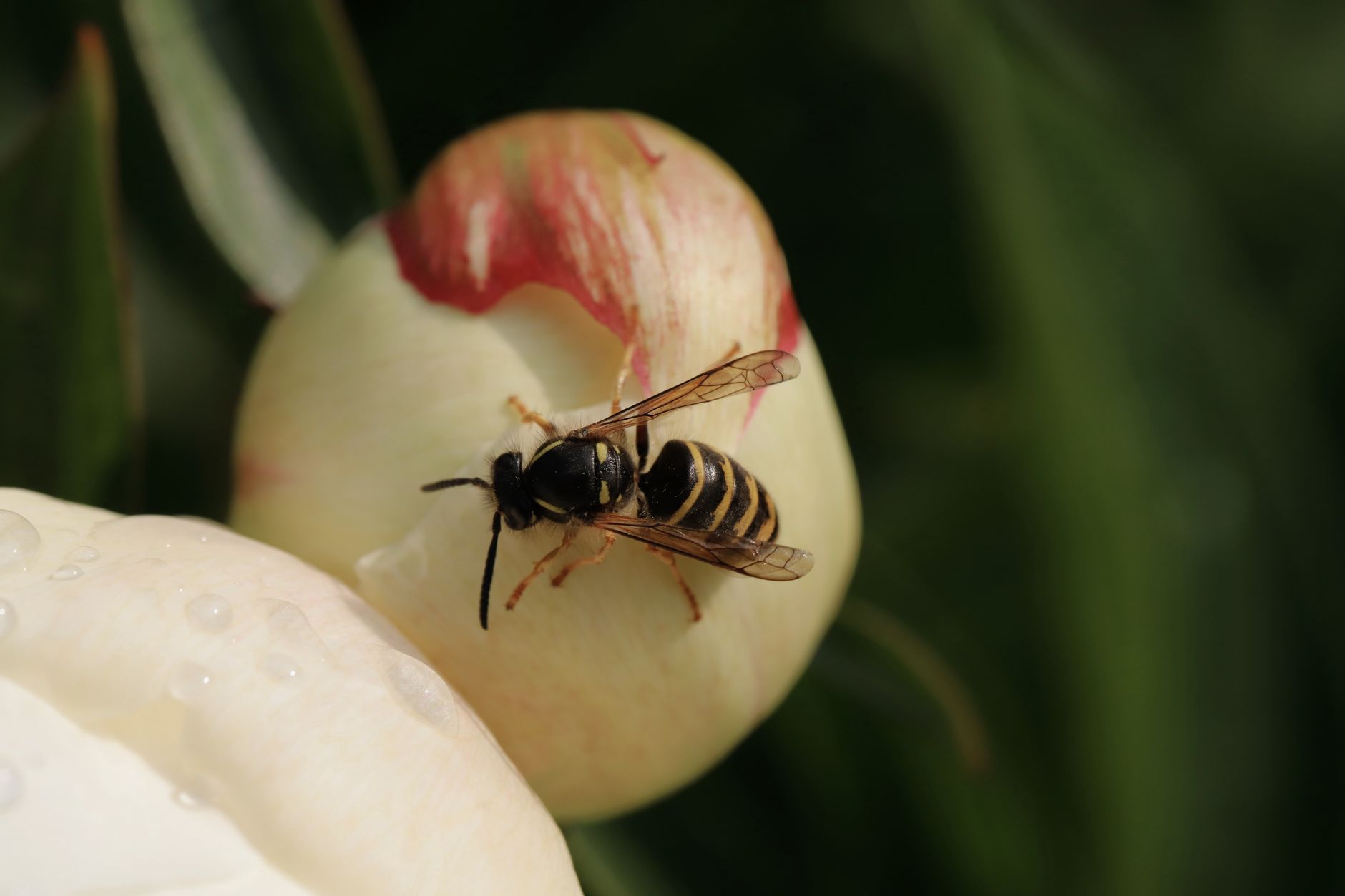 Pest Control service in Reading, OH