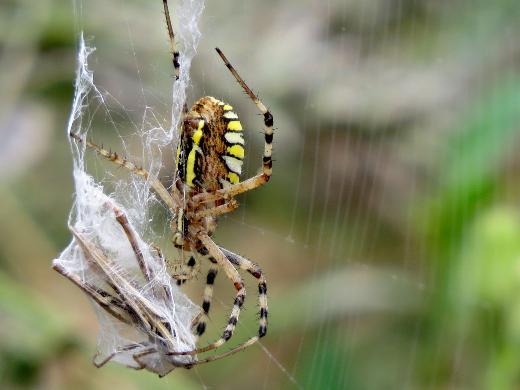 Pest Control service in Florida