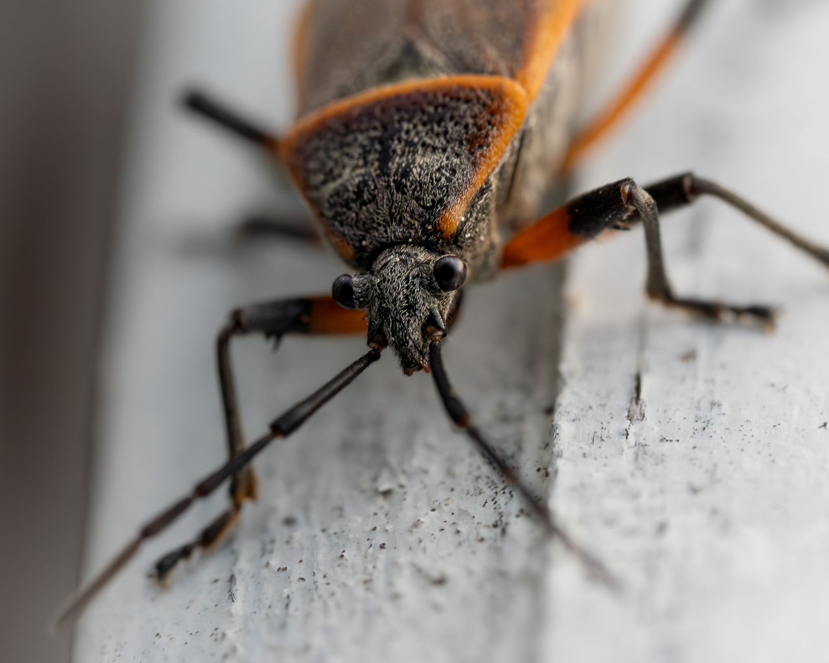 Pest Control service in Pennsylvania