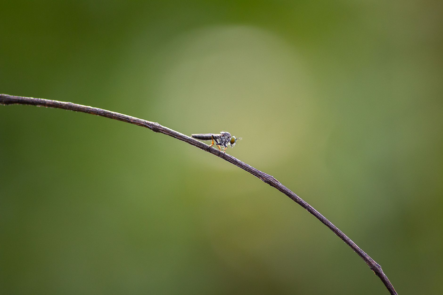 Delta Termite & Pest Control, Inc. — pest control in Cincinnati, OH