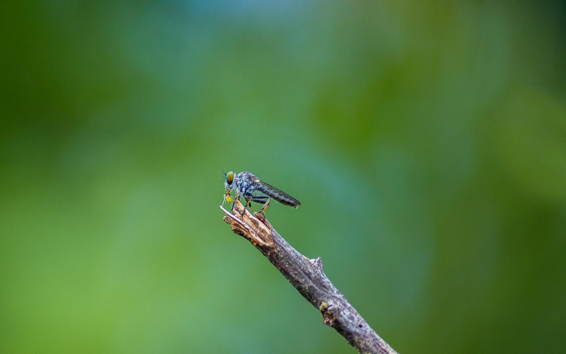 Pest Control service in Berkeley, CA