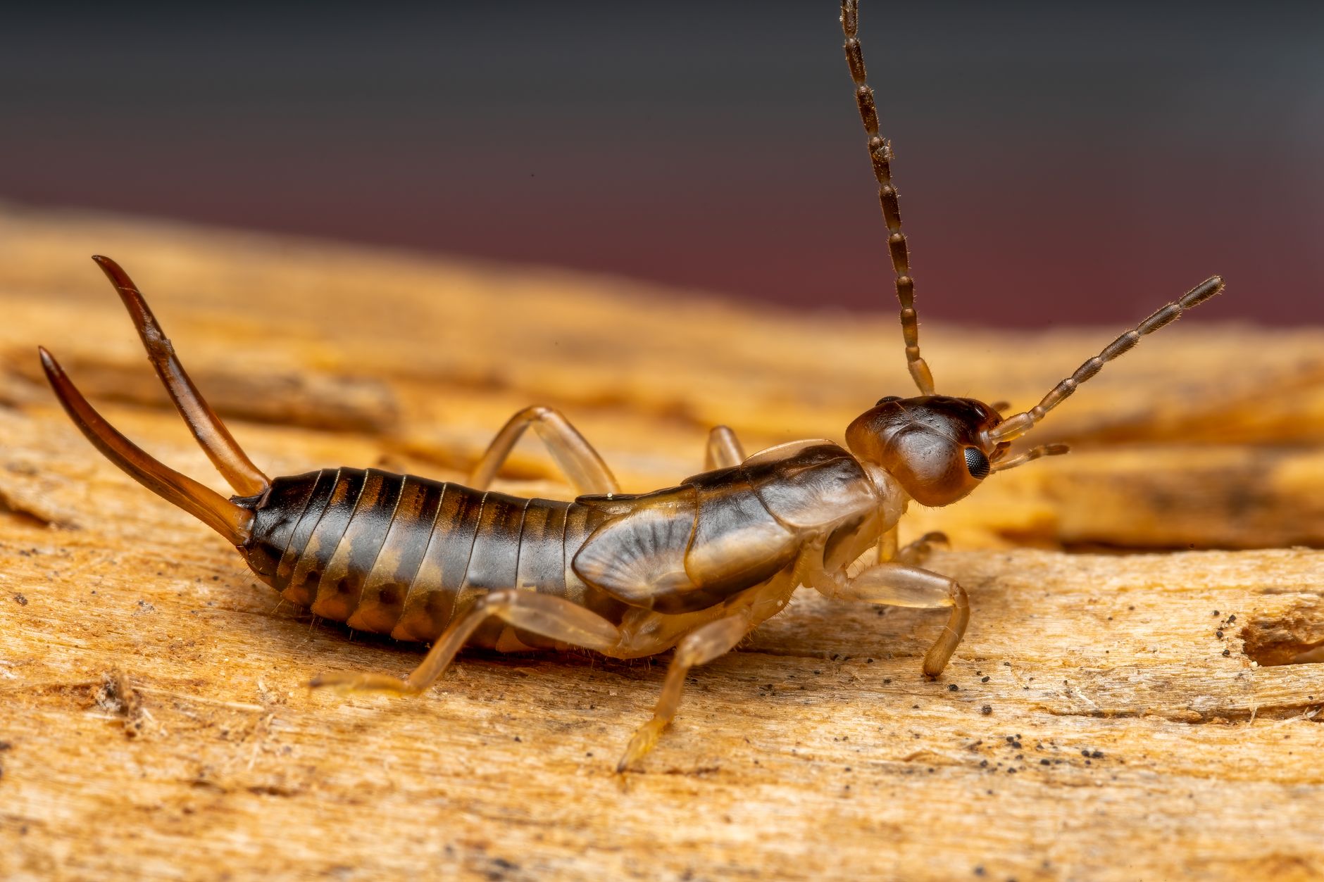 Mosquito control in Navarre, FL