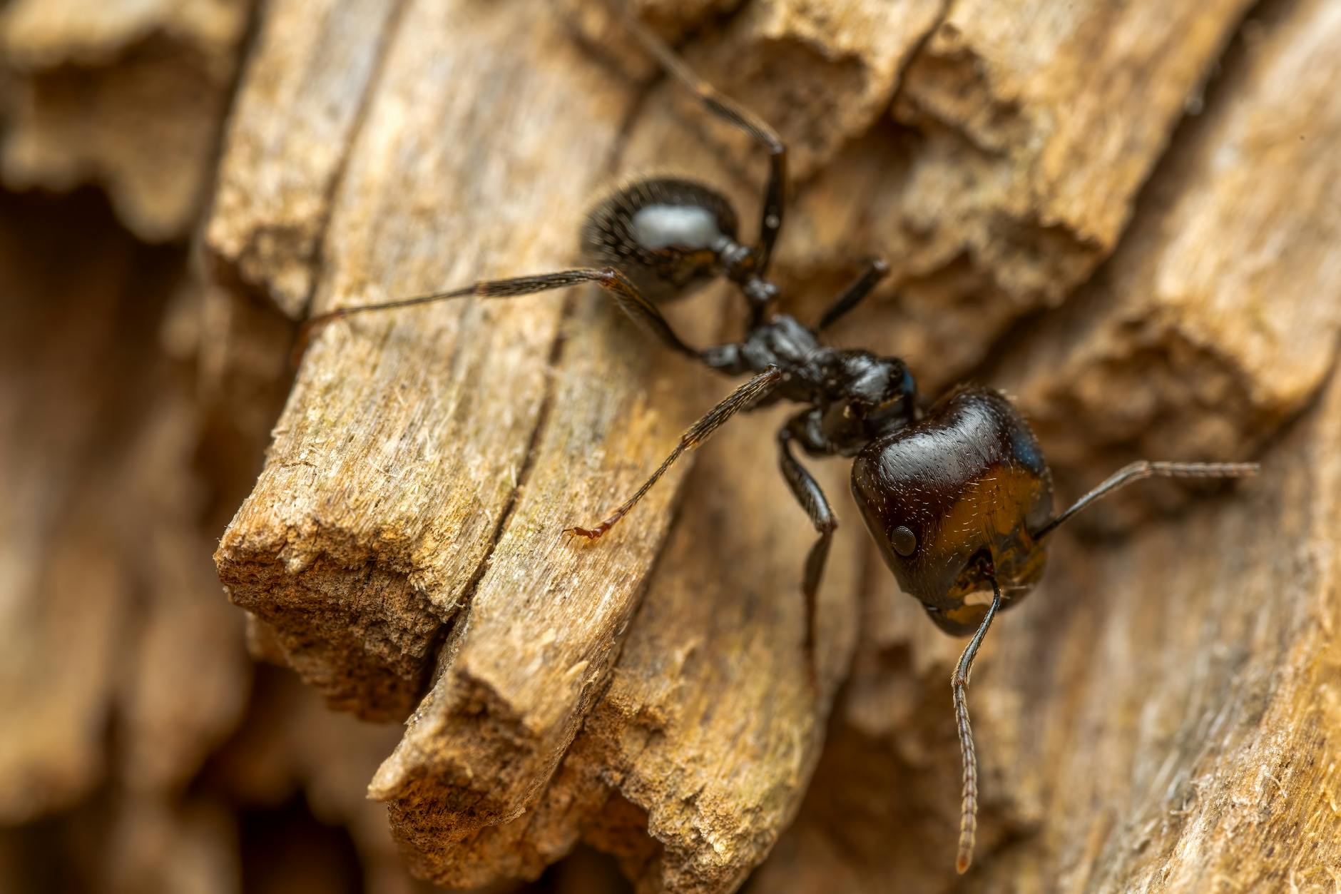 Pest Control service in Nashville, TN