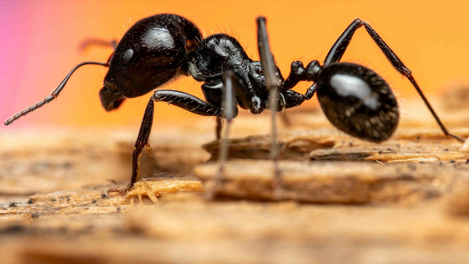 Coastal Pest Control of the Treasure Coast, Inc. — pest control in Lancaster, OH