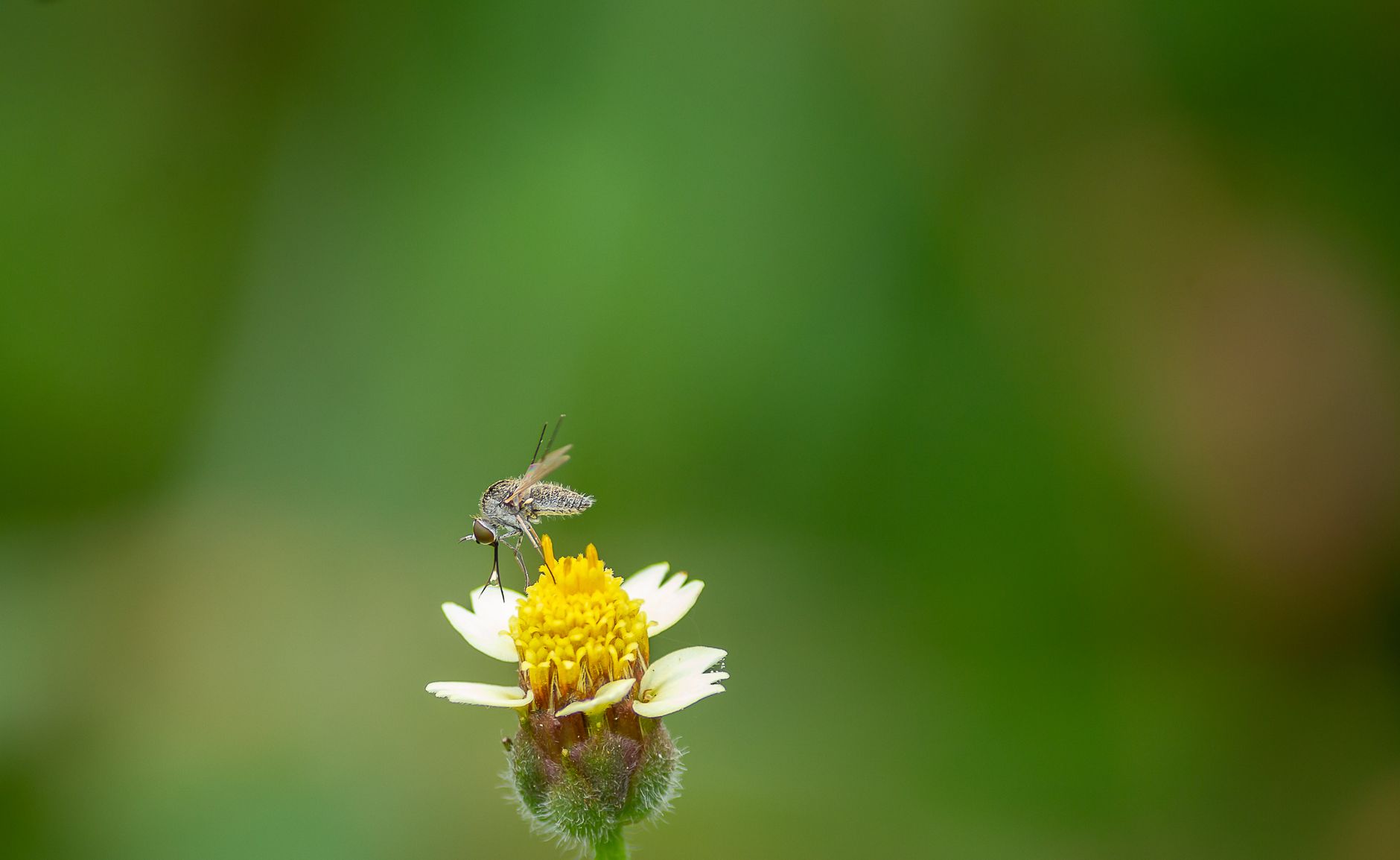 Roberts Wildlife Management — pest control in Aventura, FL