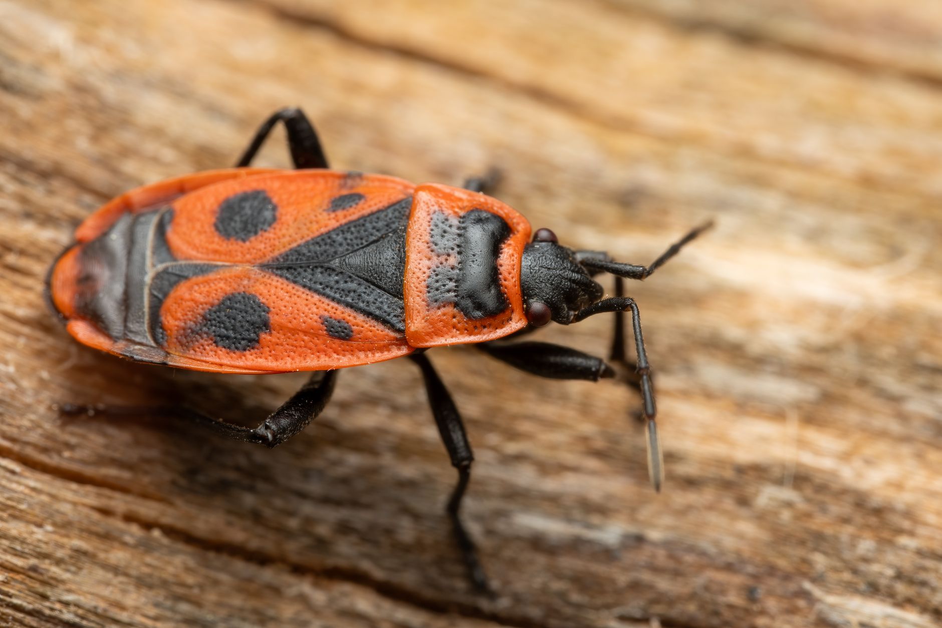 Pest Control service in Panama City Beach, FL