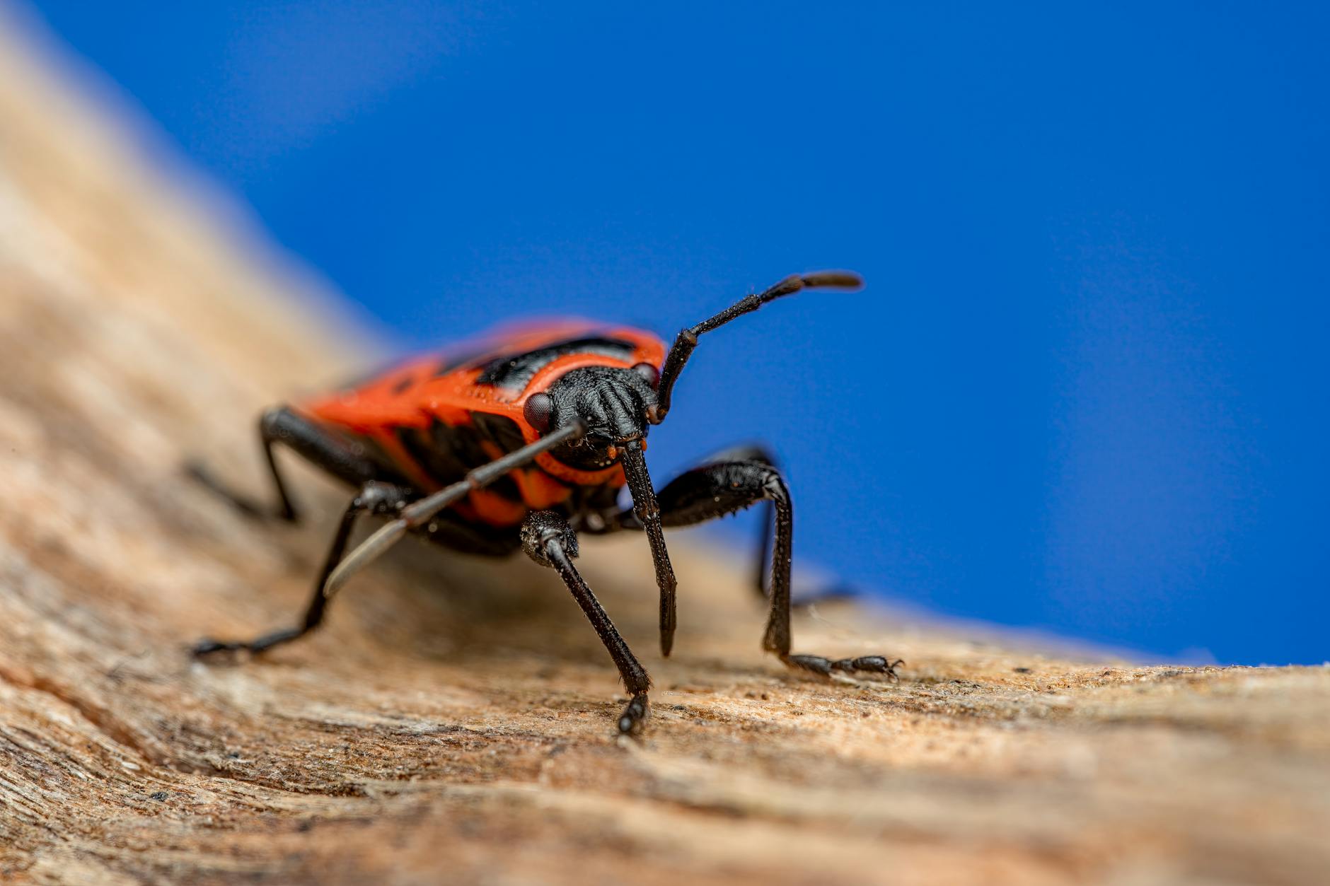 Charter Pest Control — pest control in Franklin, TN