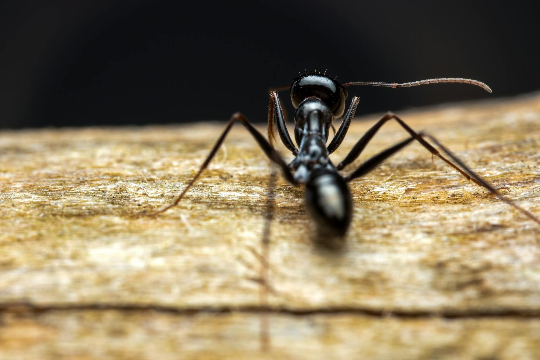Pest Control service in Cleveland, OH