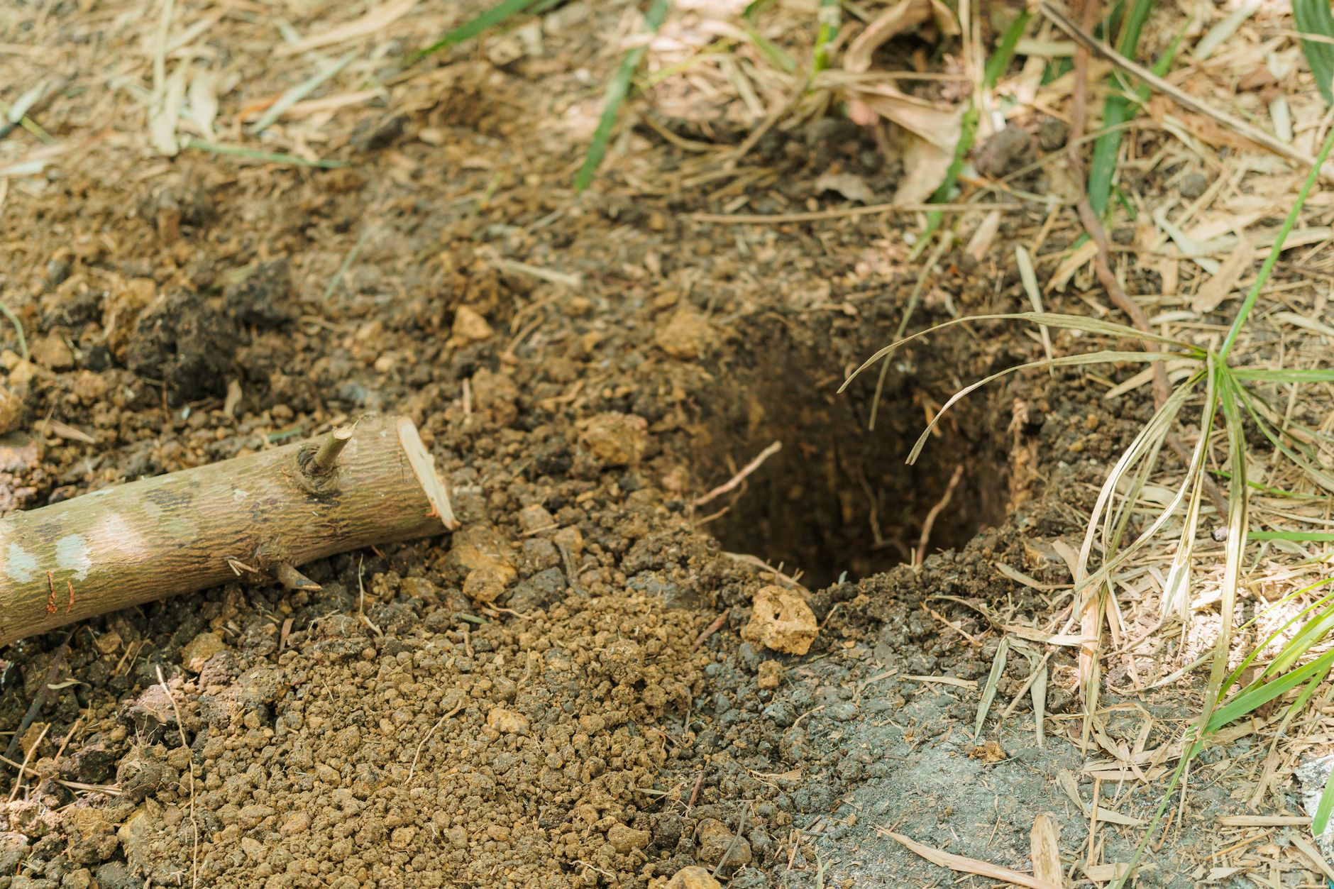 Pest Control service in Canton, OH