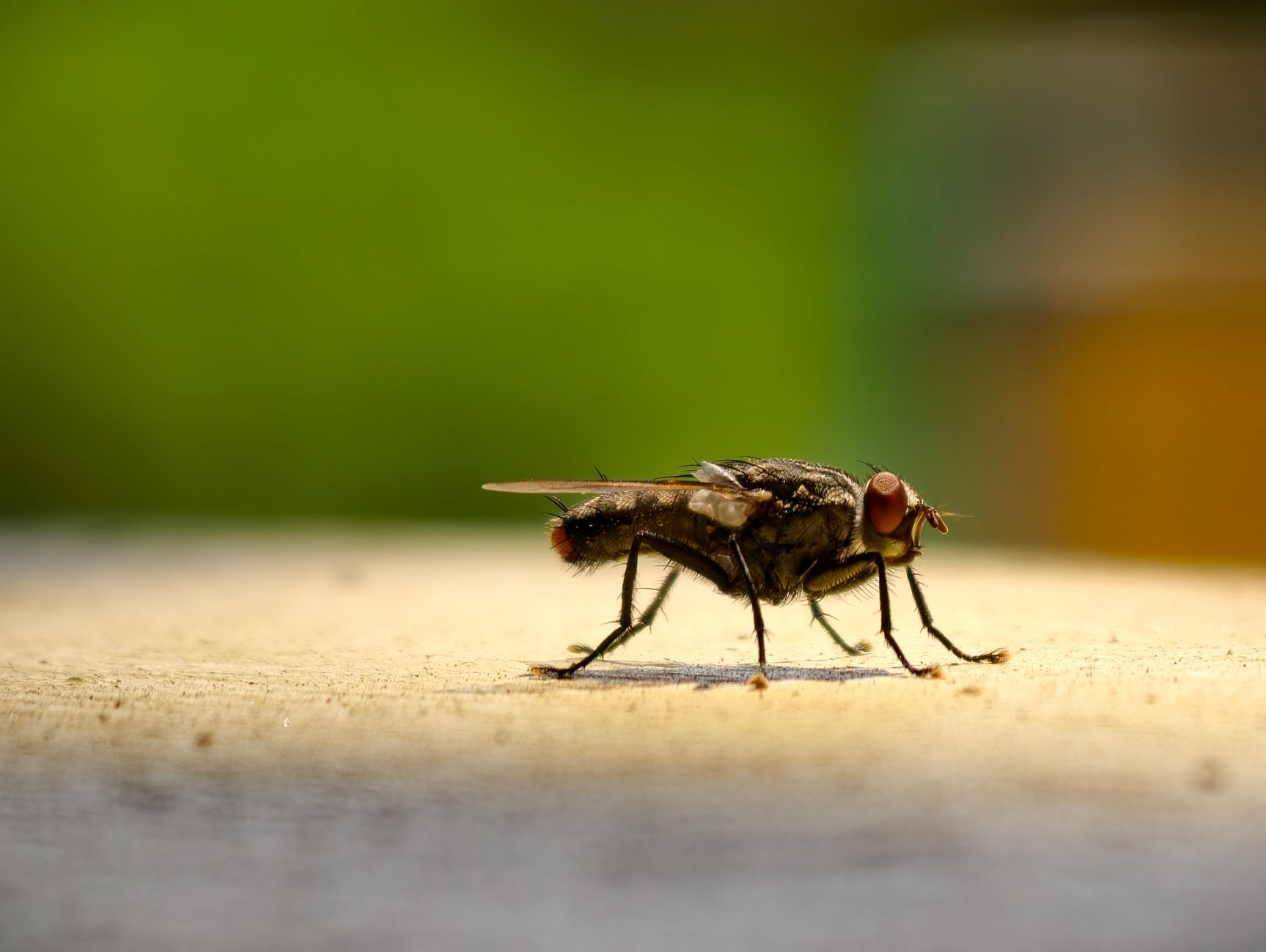 Pest Control service in Indianapolis, IN