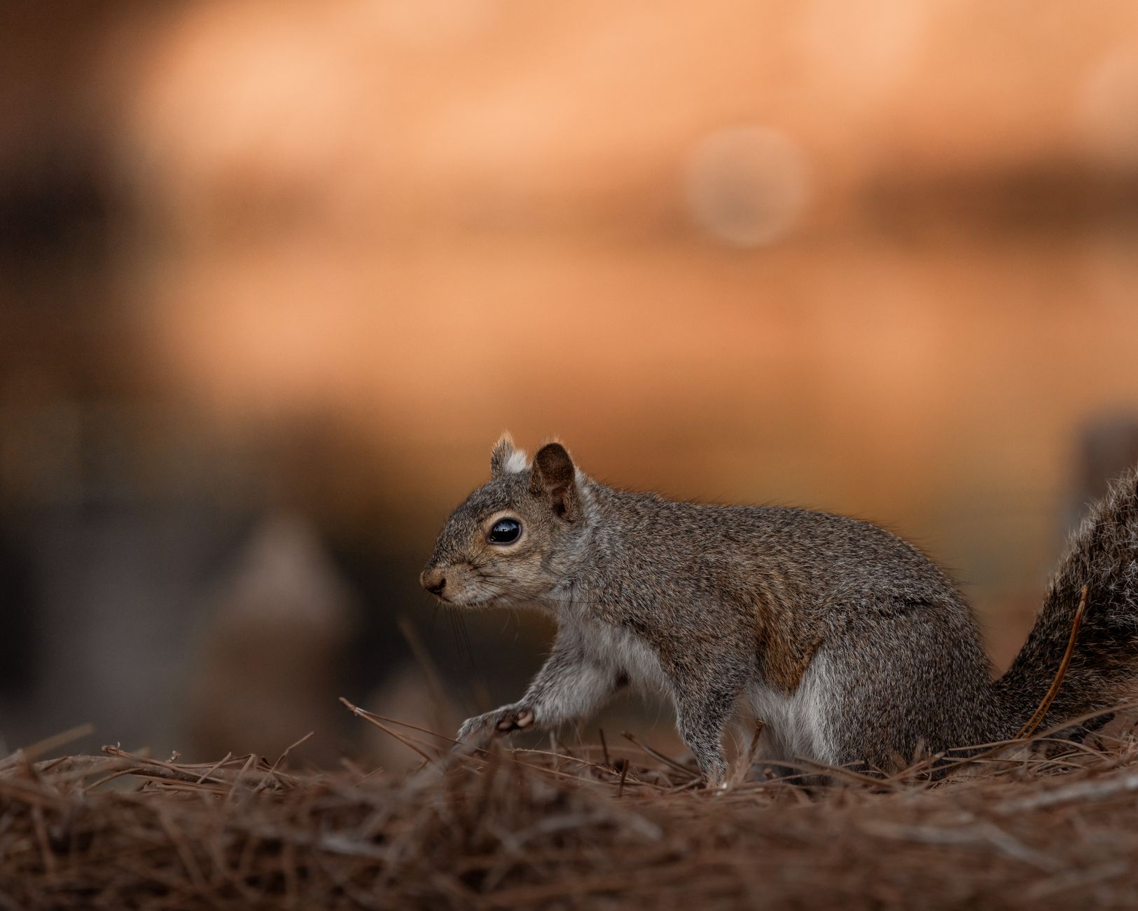 Advanced Pest Solutions Inc — pest control in Santa Monica, CA