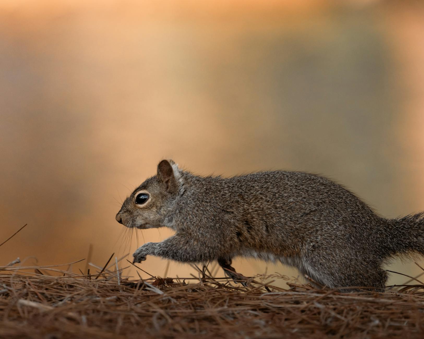Pest Control service in Richmond, VA